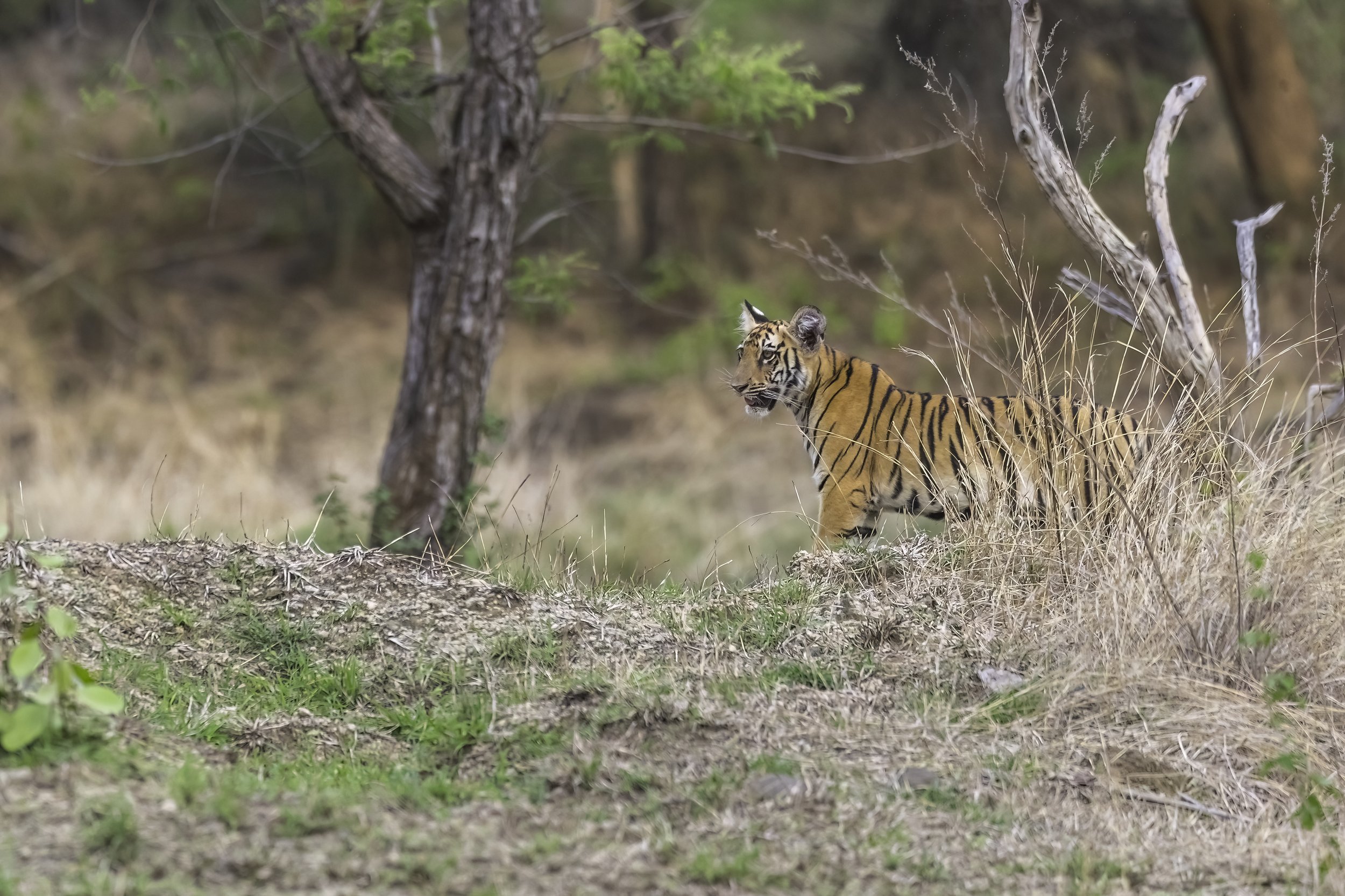 Cub 3