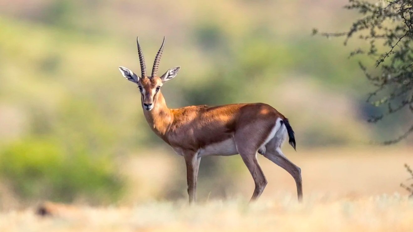 Chinkara