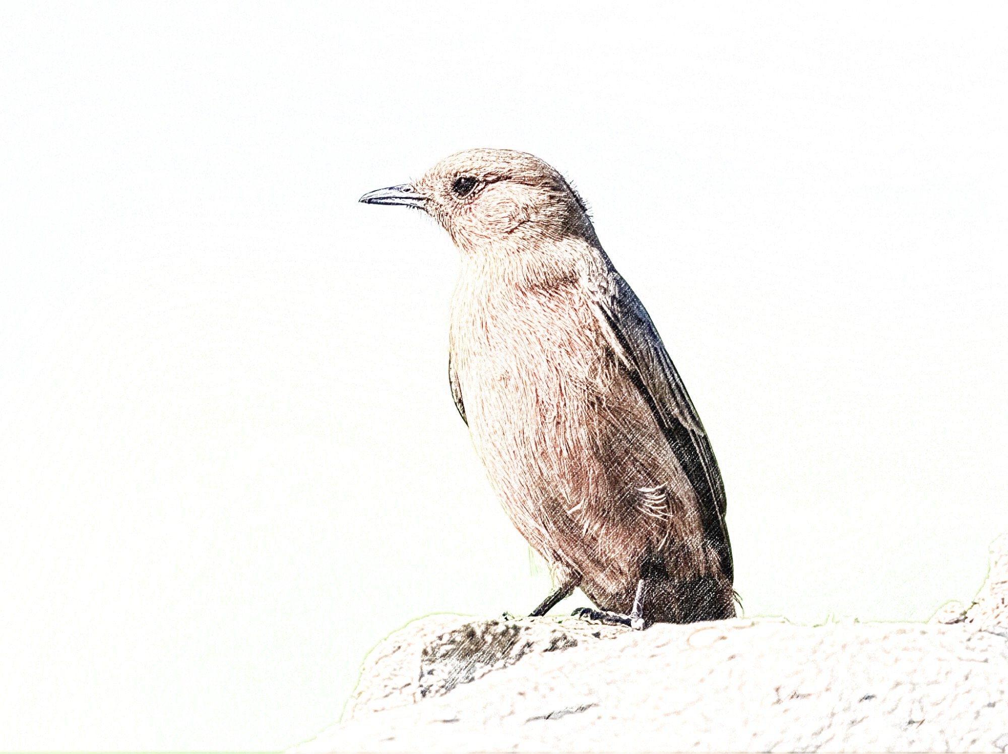 Brown Rock Chat - Sketch - WildArtWorks
