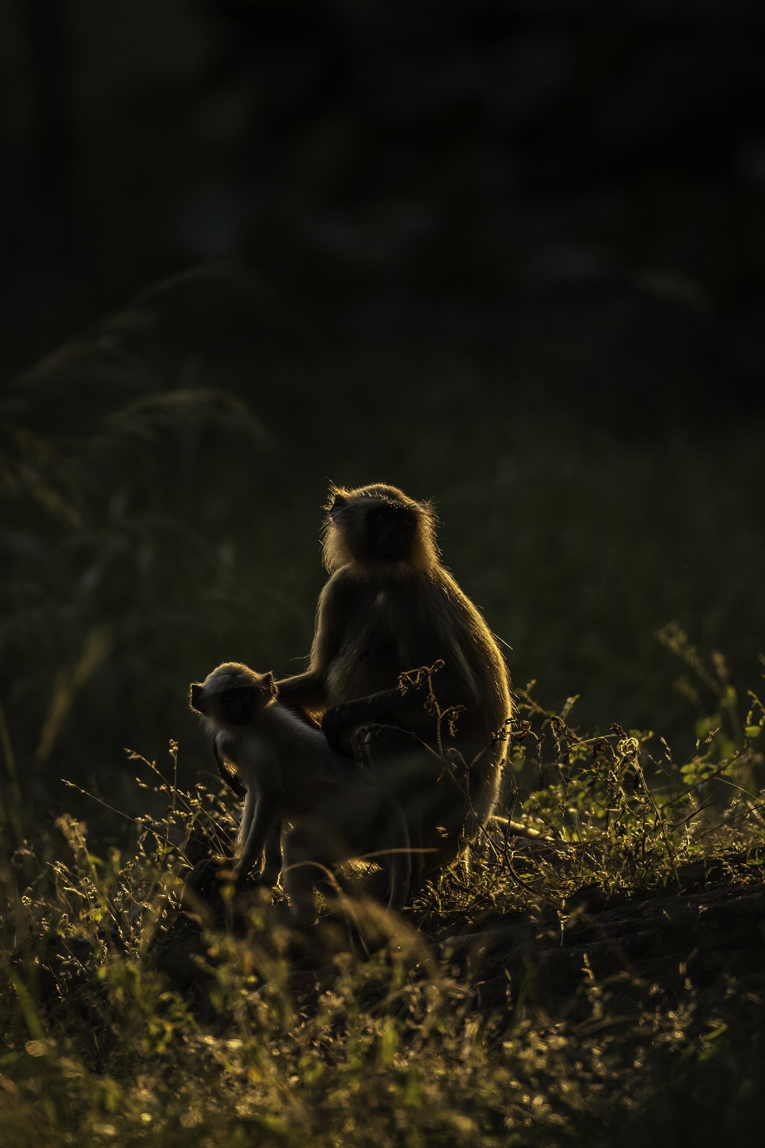 Hanuman Langur/ Northern Plains Gray Langur - Pandharpauni Lake, Tadoba - WildArtWorks