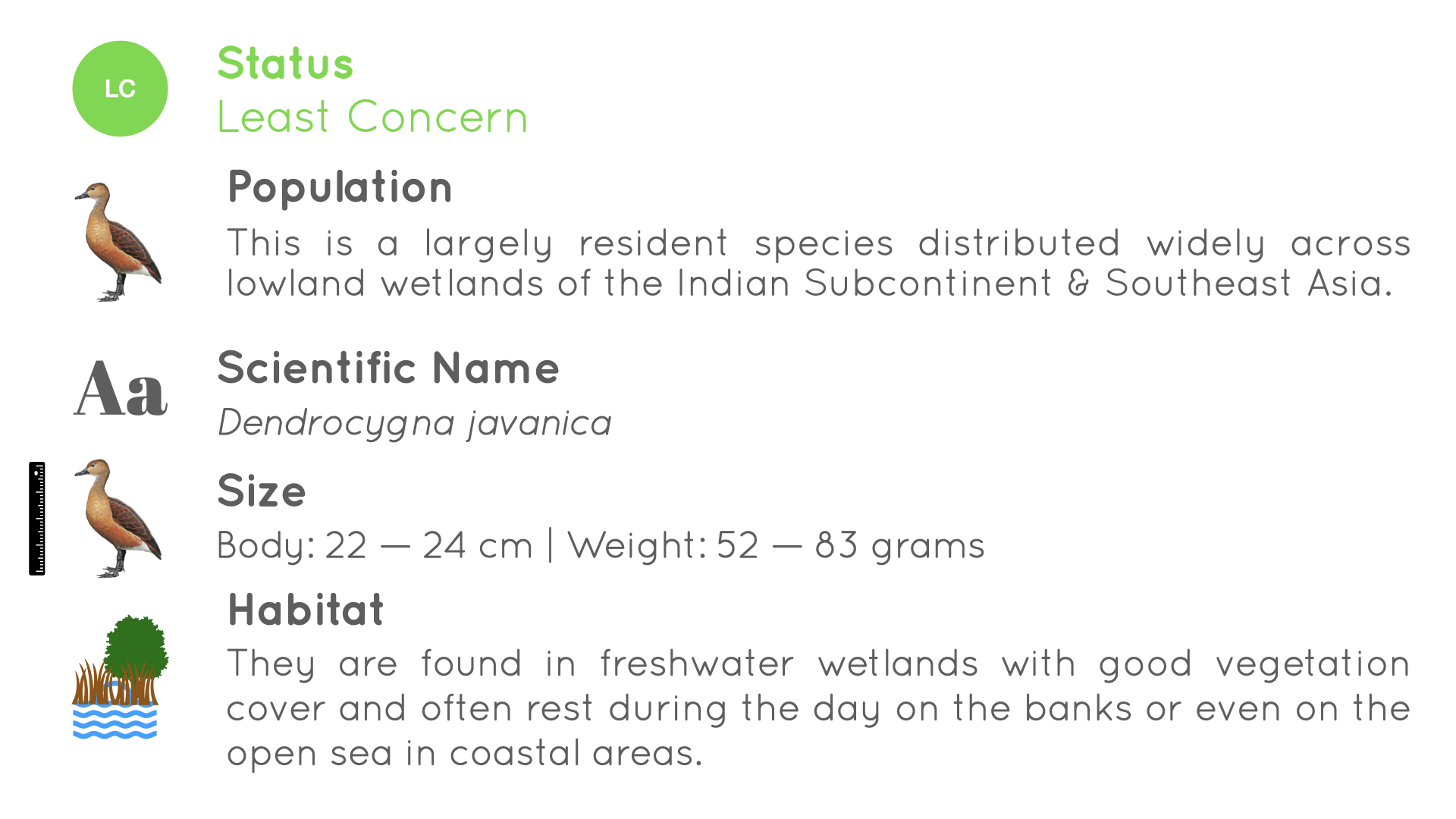 Lesser Whistling Duck - Statistics - WildArtWorks