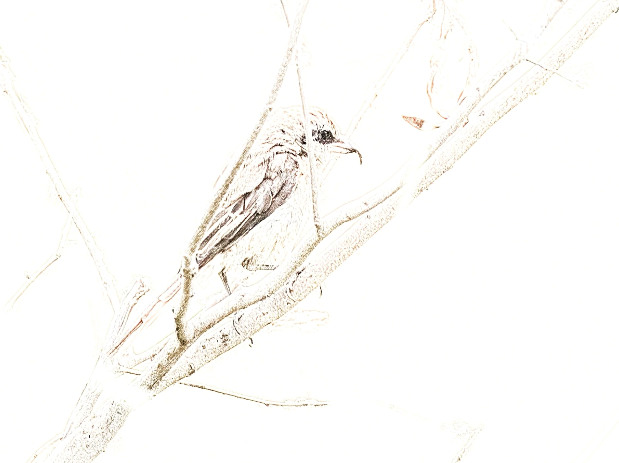 Brown Shrike - Sketch - WildArtWorks