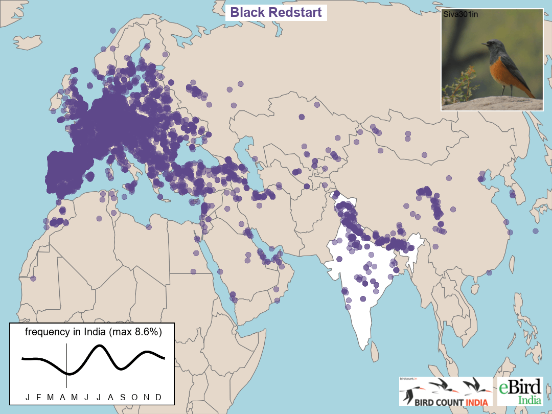 Black Redstart - Migration Map
