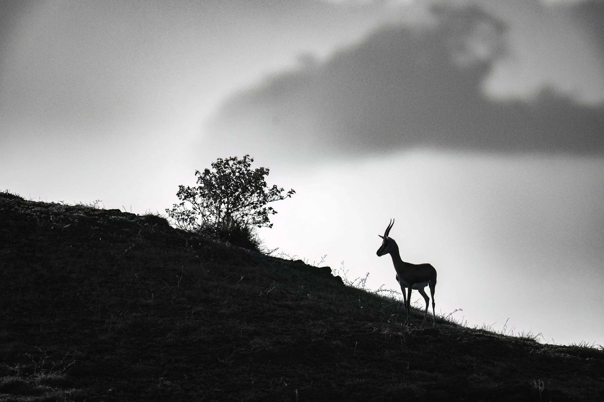 Chinkara, Baramati Grasslands