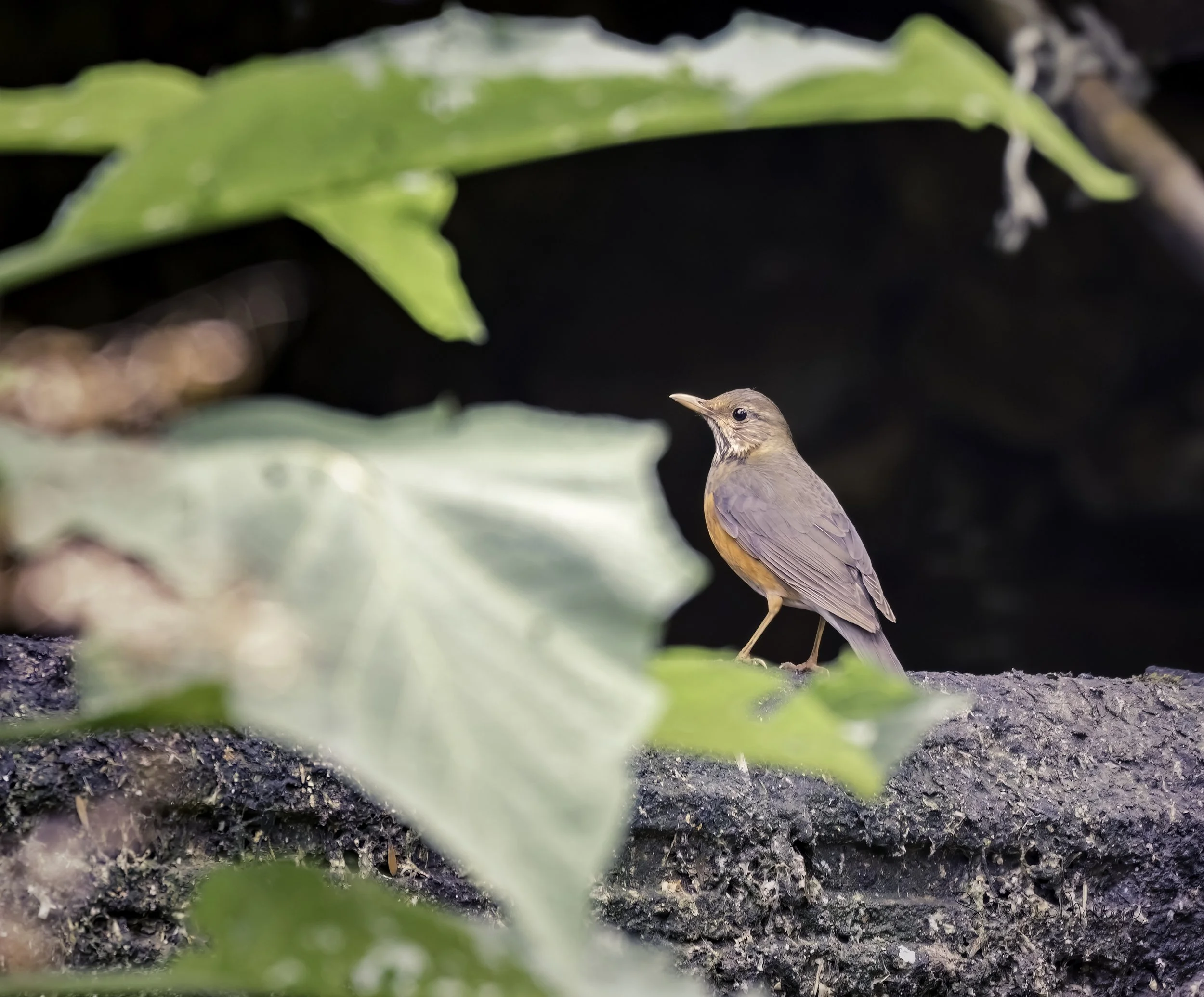 Black-breasted Thrush - Doi Ang Khang - WildArtWorks