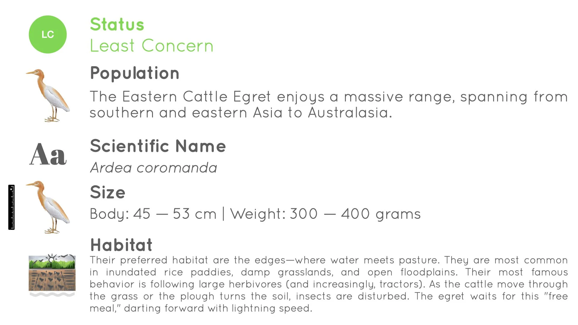 Eastern Cattle Egret - Statistics - WildArtWorks