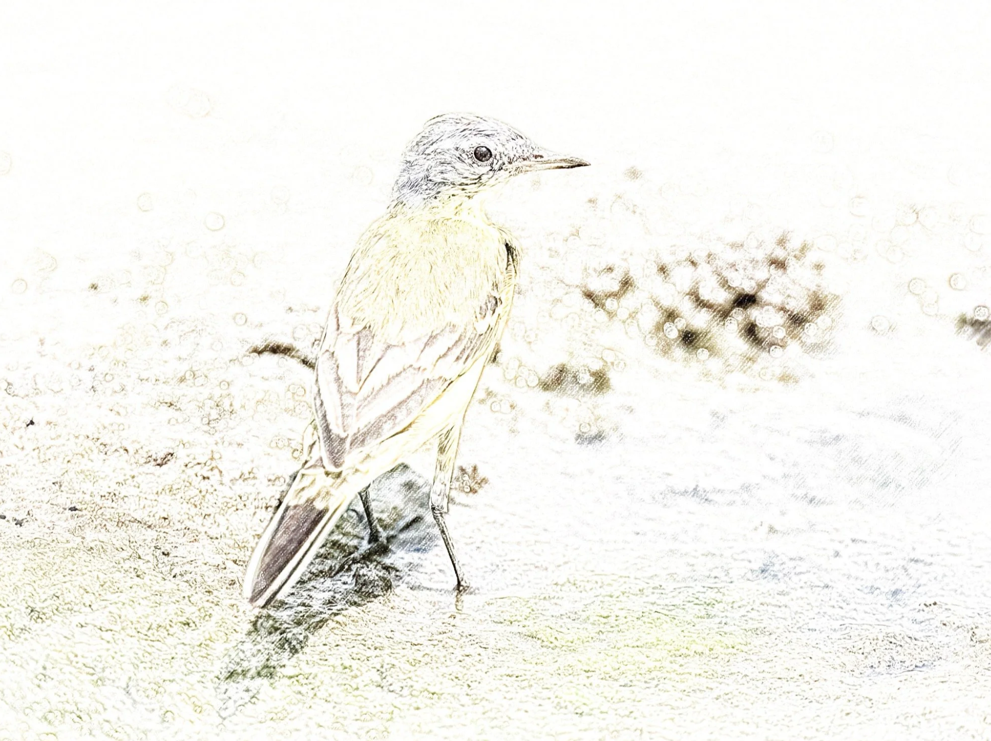 Western Yellow Wagtail - Sketch - WildArtWorks
