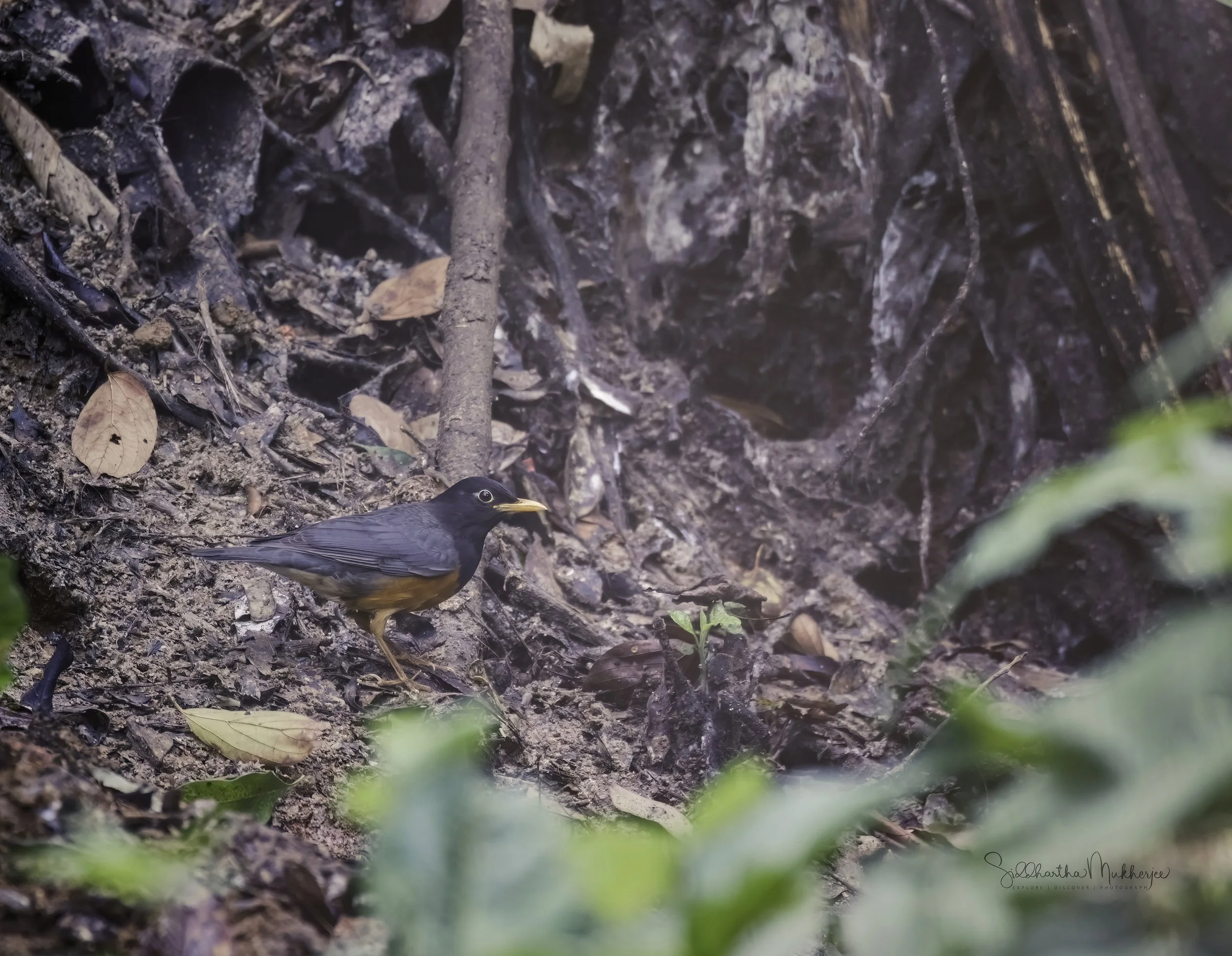 Black-breasted Thrush - Doi Ang Khang - WildArtWorks