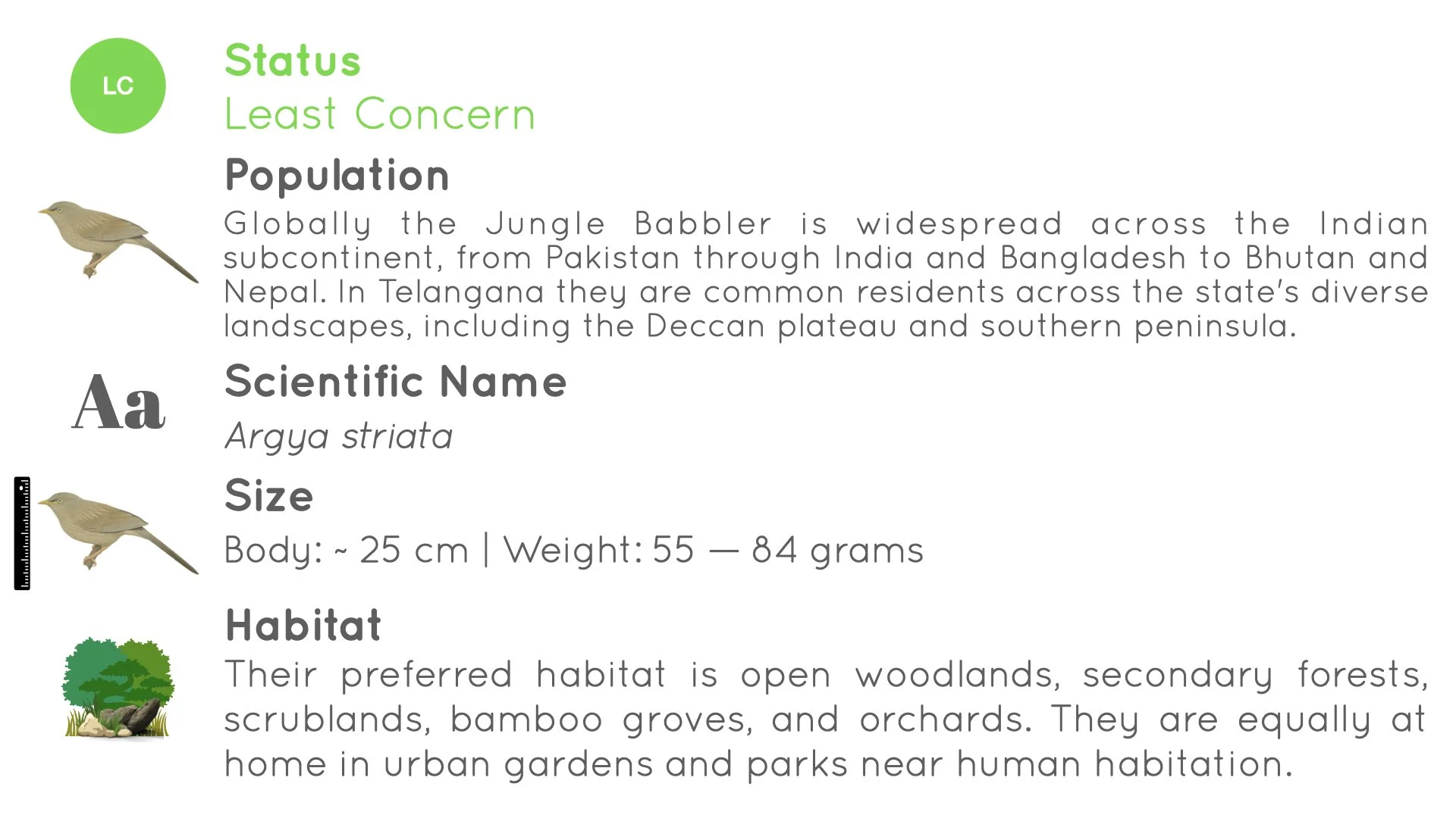 Jungle Babbler - Statistics - WildArtWorks