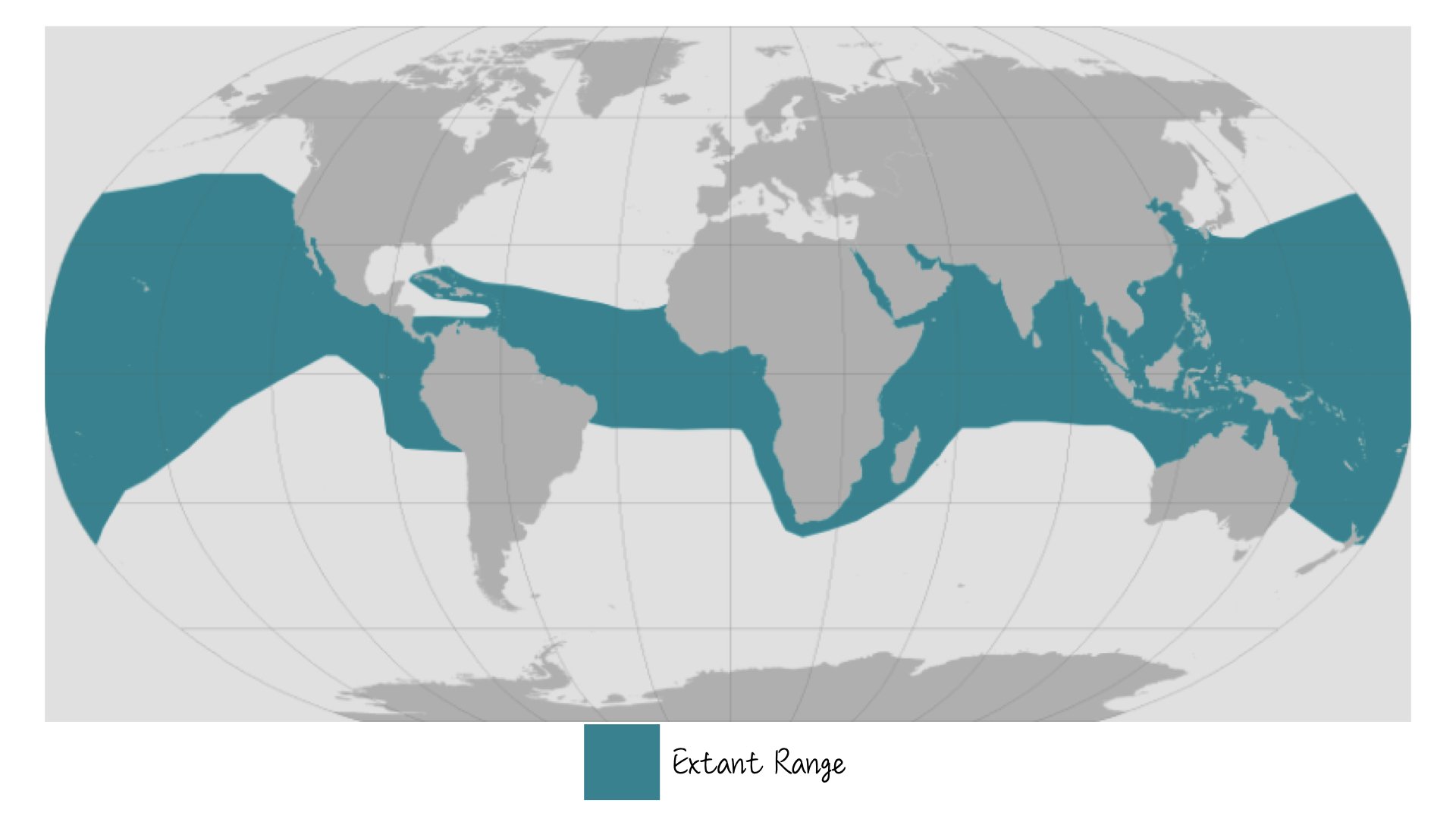Olive Ridley Turtle - Range & Distribution - WildArtWorks