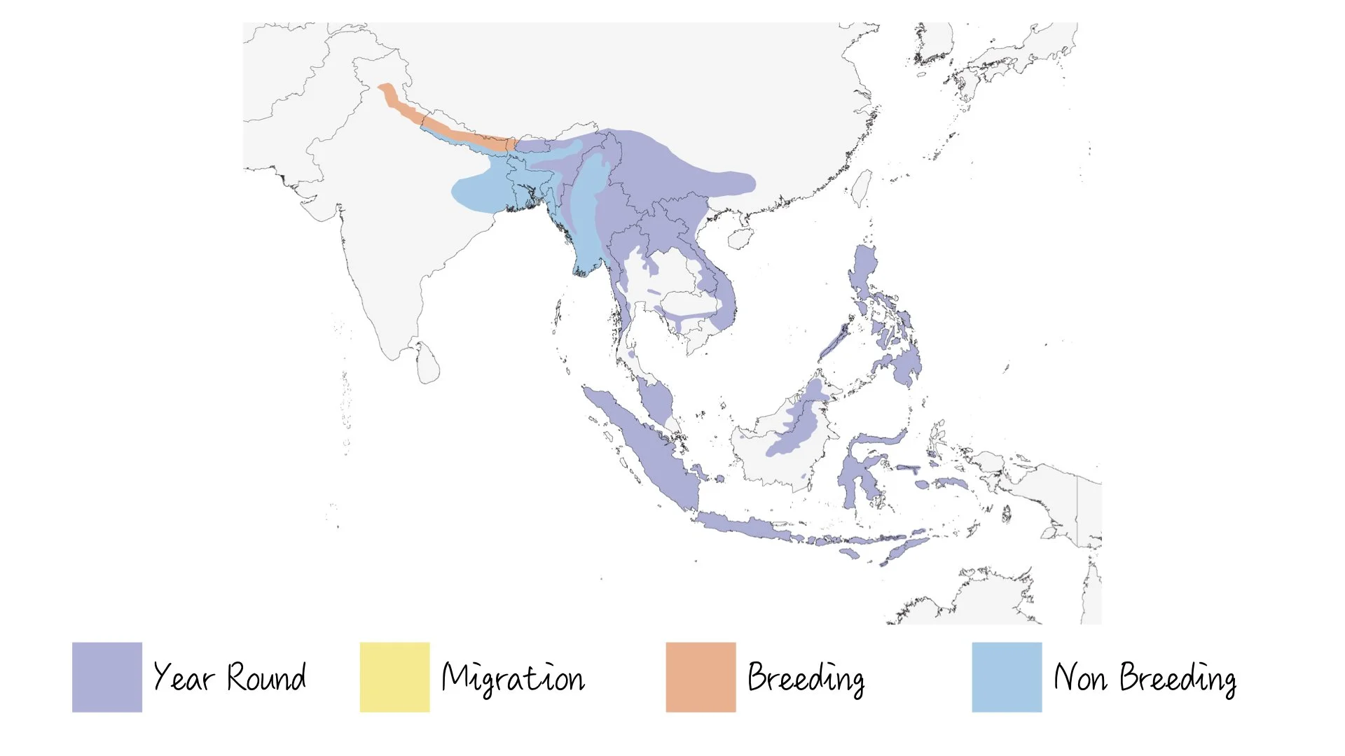 Little Pied Flycatcher - Range & Distribution - WildArtWorks