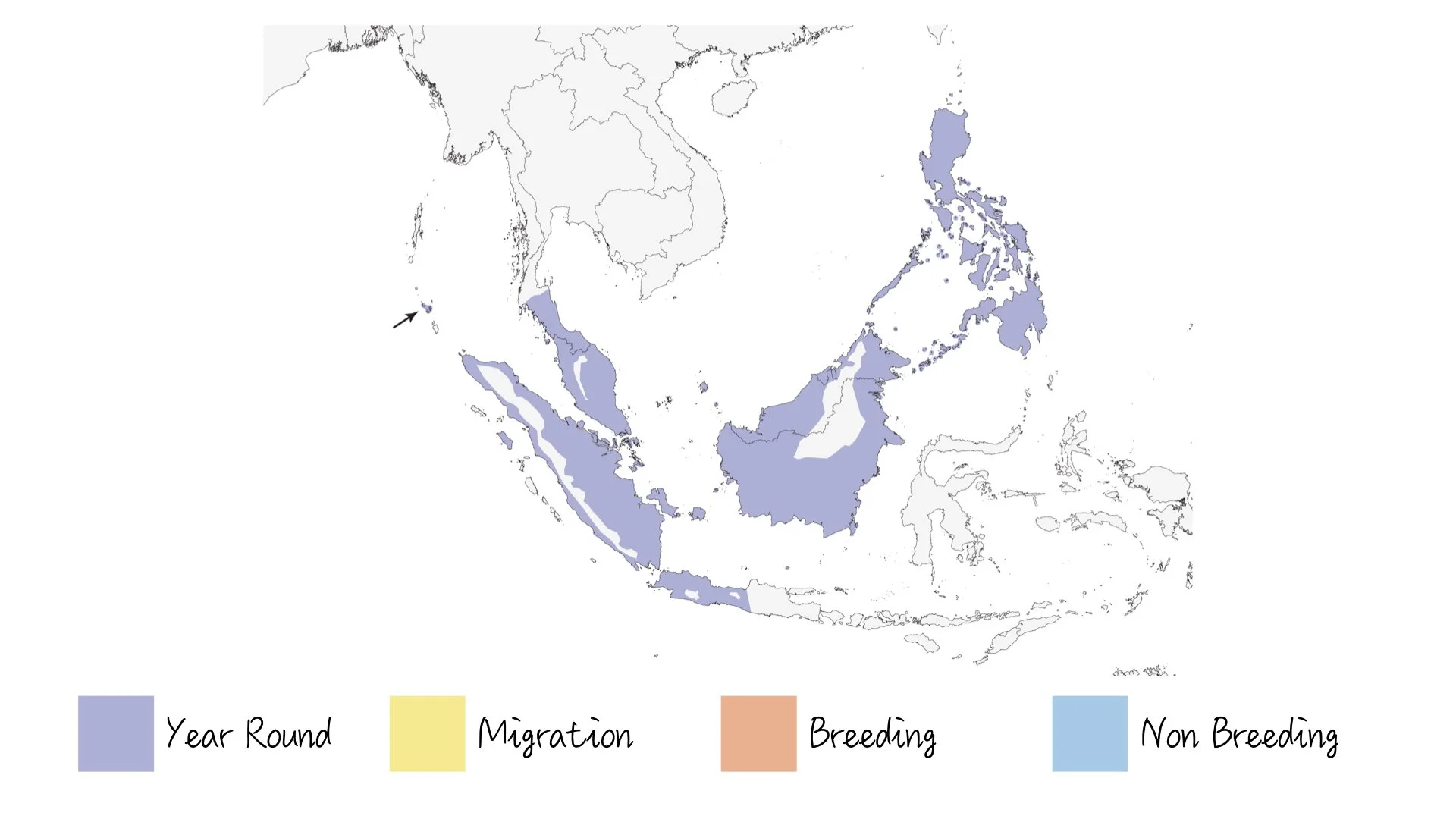 Pied Triller - Range & Distribution - WildArtWorks