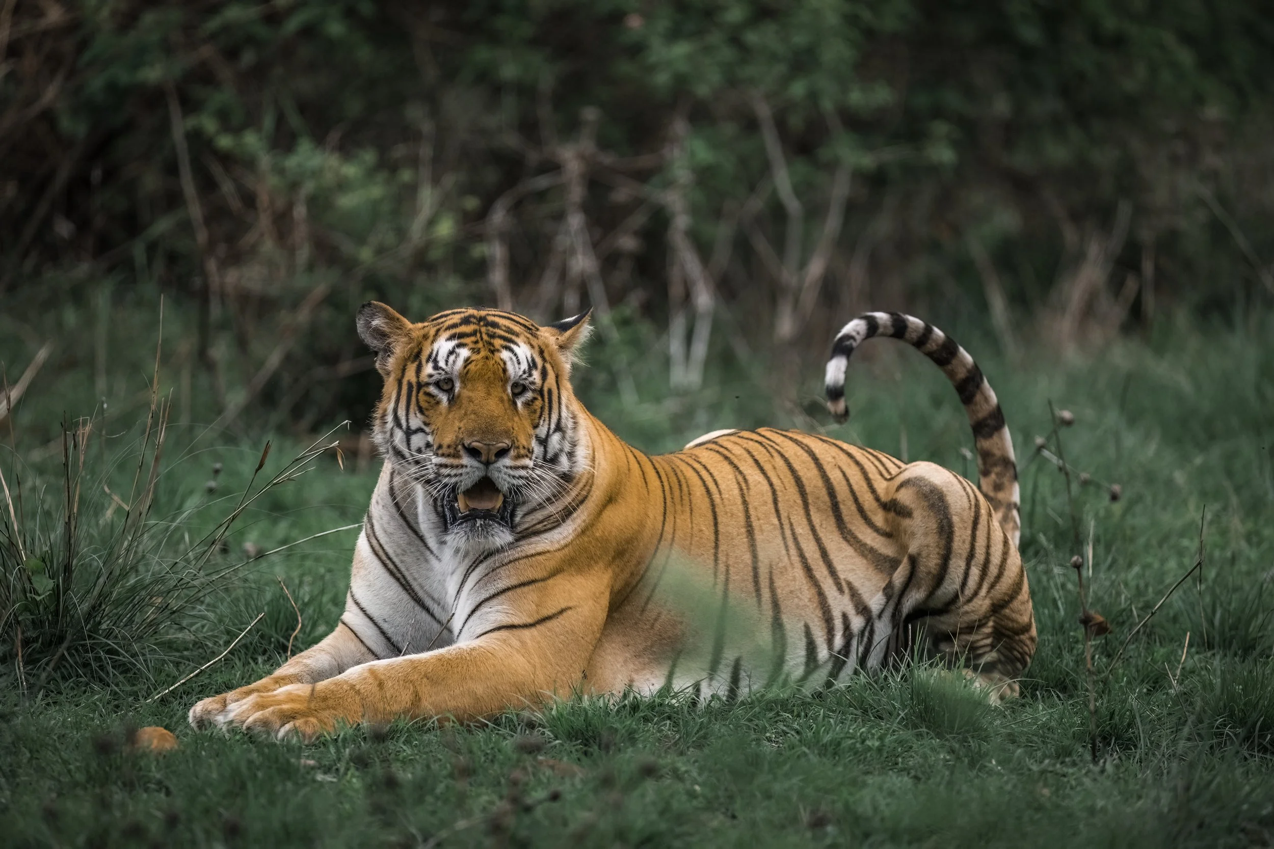 M56 (Rudra), Gundam, Amrabad Tiger Reserve
