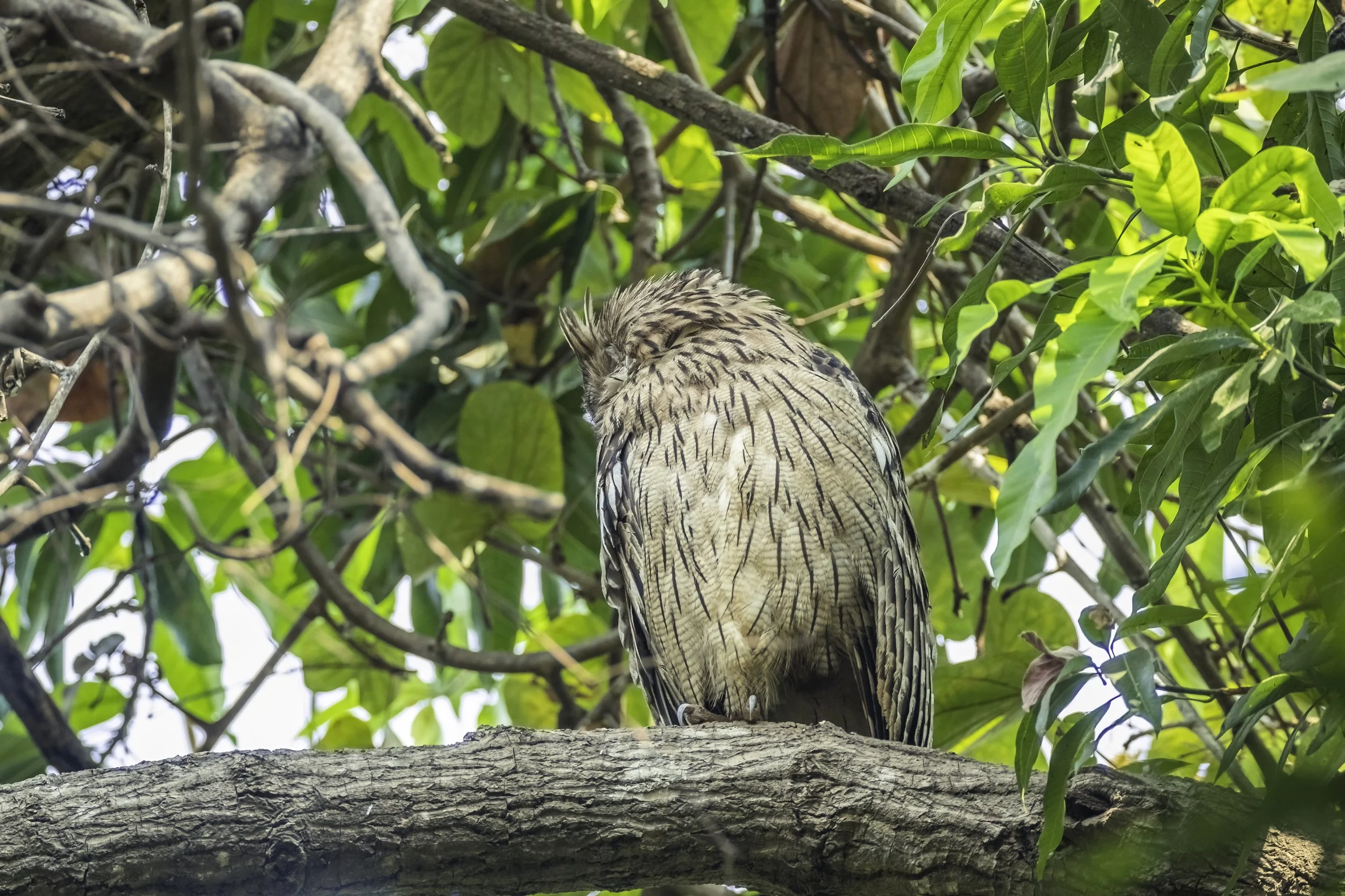 Brown Fish Owl - Ananthagiri Hills - WildArtWorks