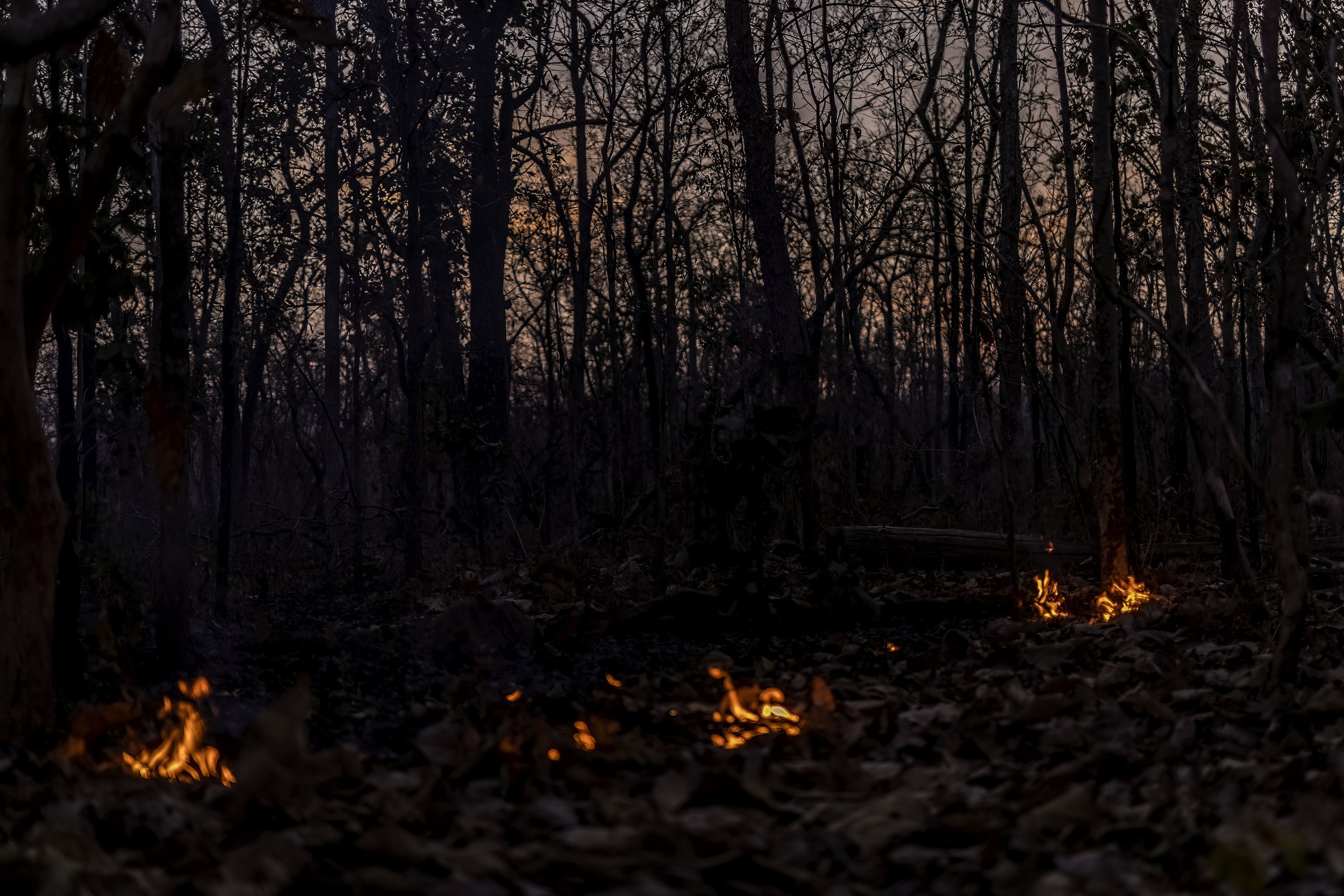 Controlled Forest Fire