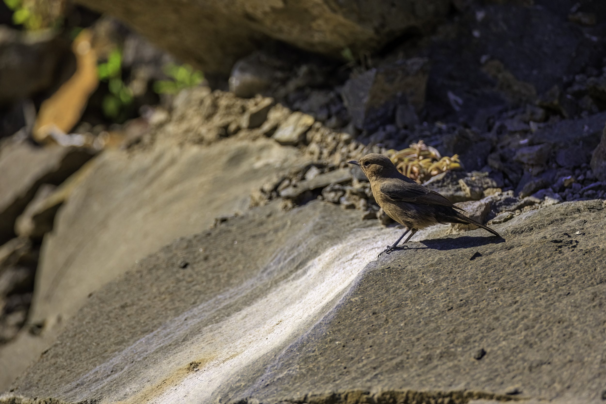 Brown Rock Chat/ Indian Chat - Holkarwadi, Pune - WildArtWorks