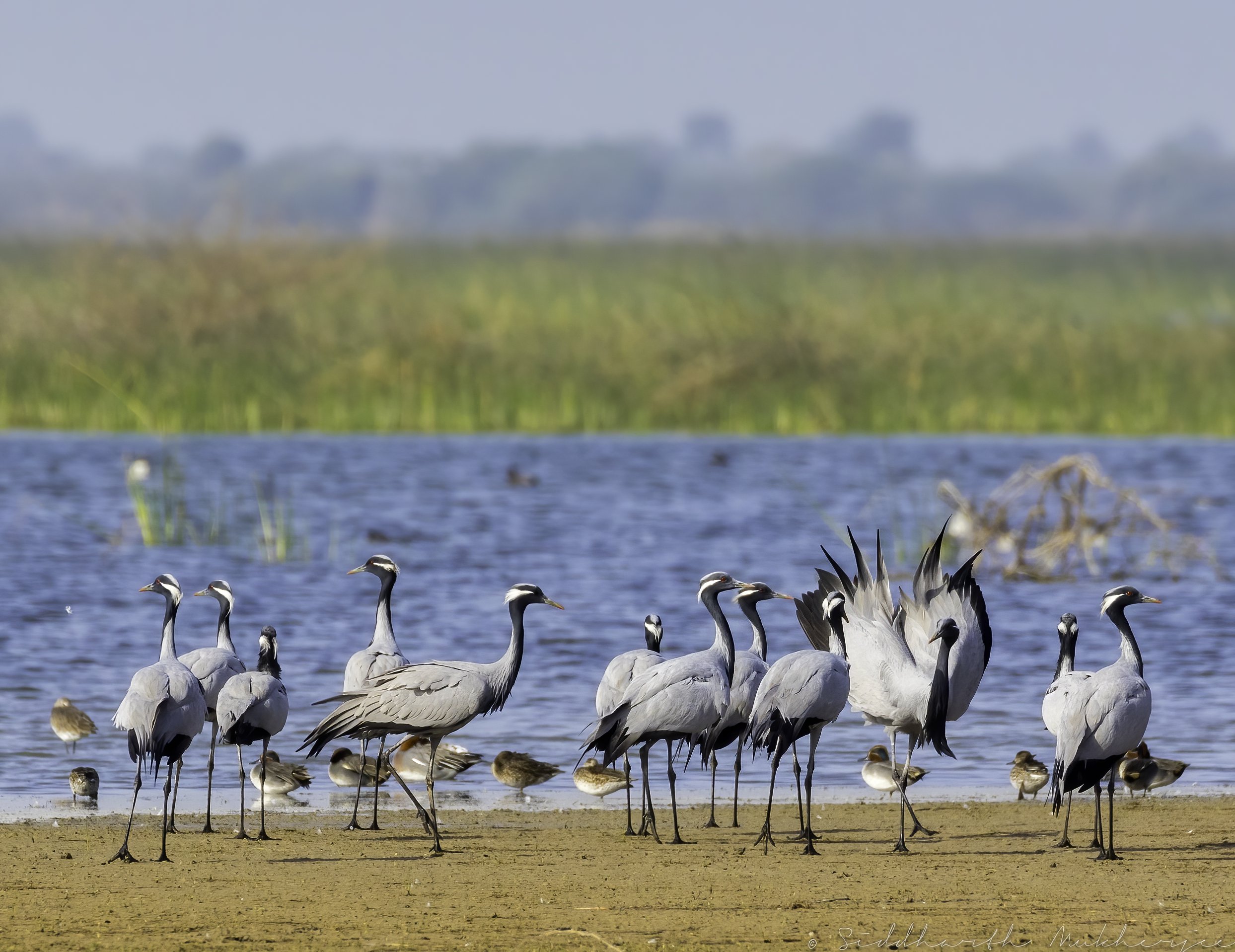 Demoiselle Crane - Little Rann of Kutch - WIldArtWorks