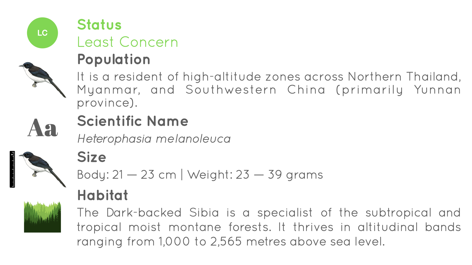 Dark-backed Sibia/ Black-backed Sibia - Statistics - WildArtWorks