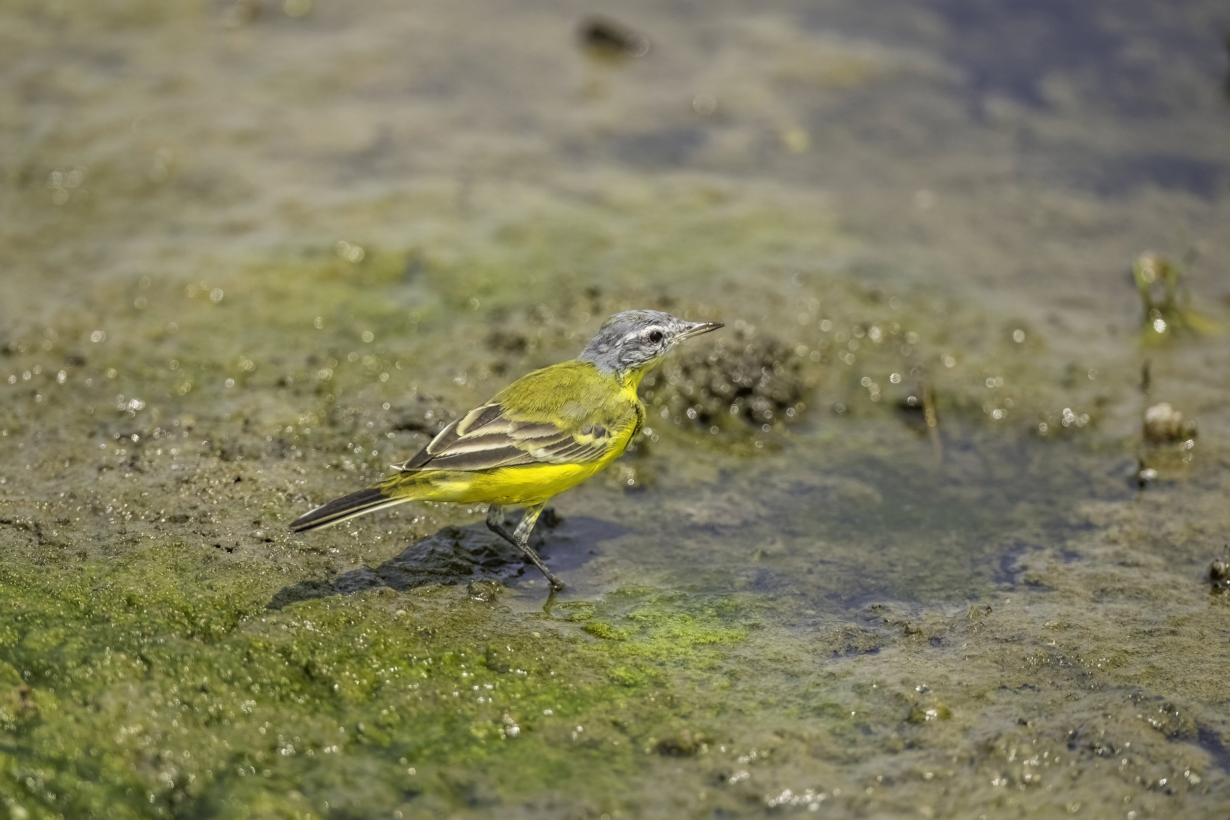 Western Yellow Wagtail - Bhigwan Bird Sanctuary - WildArtWorks