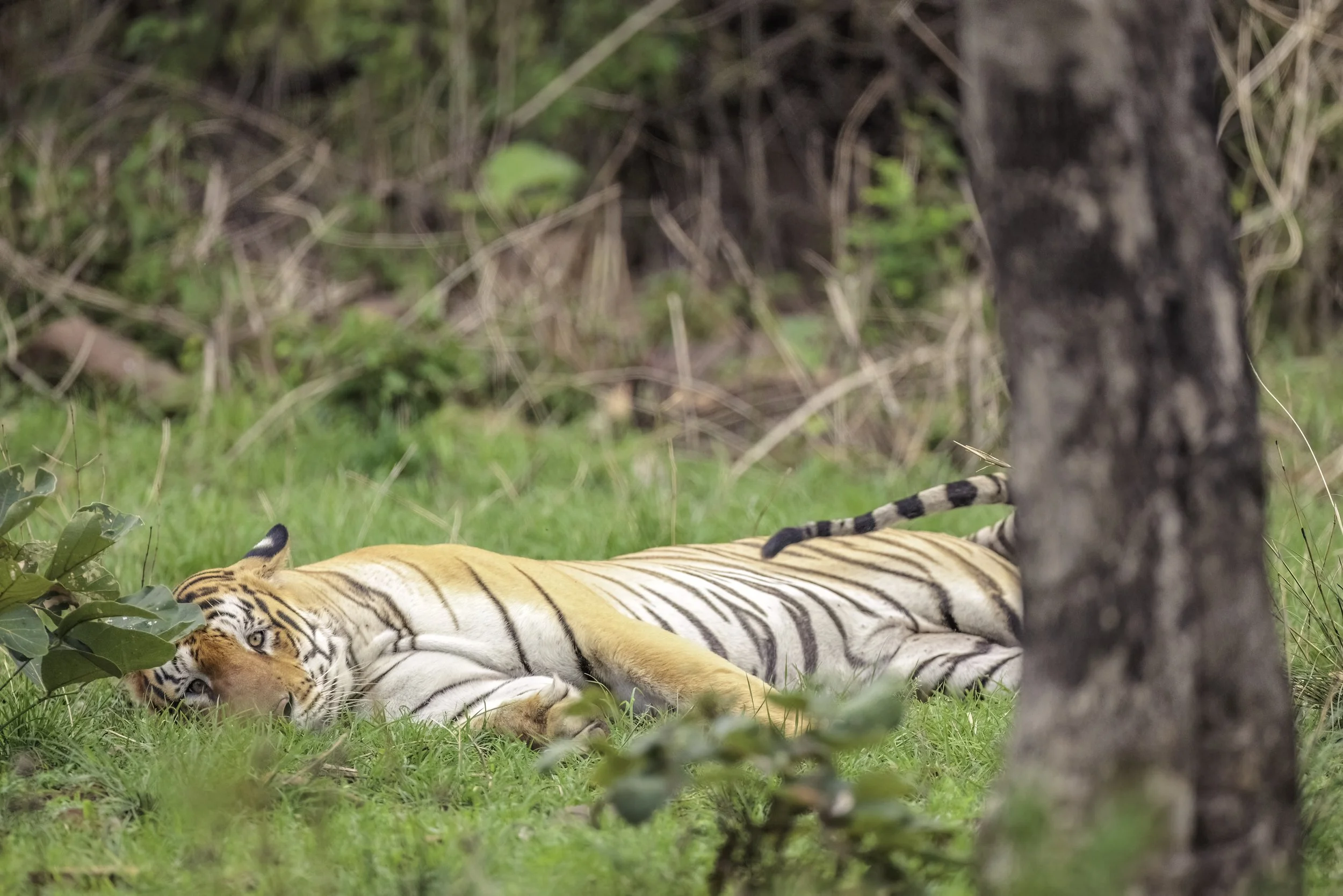 Rudra (M56), Gundam, Amrabad Tiger Reserve