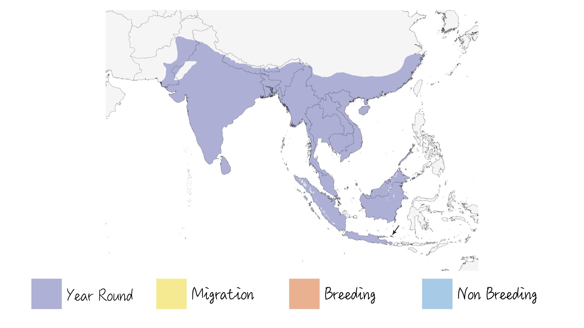 Greater Coucal - Range & Distribution - WildArtWorks