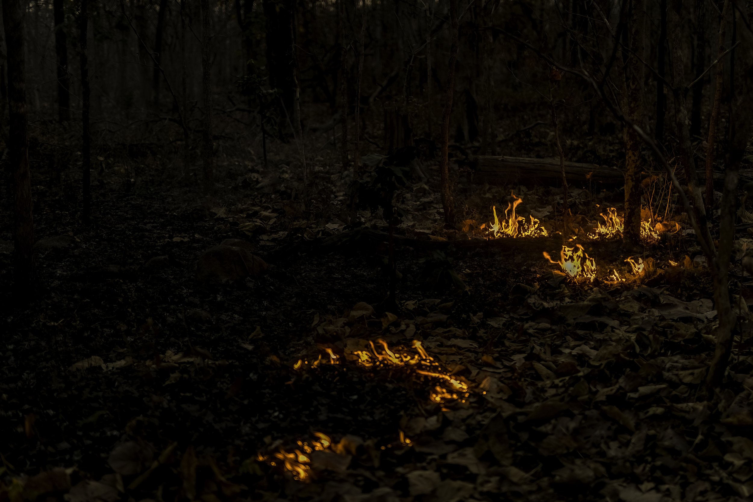Controlled Forest Fire