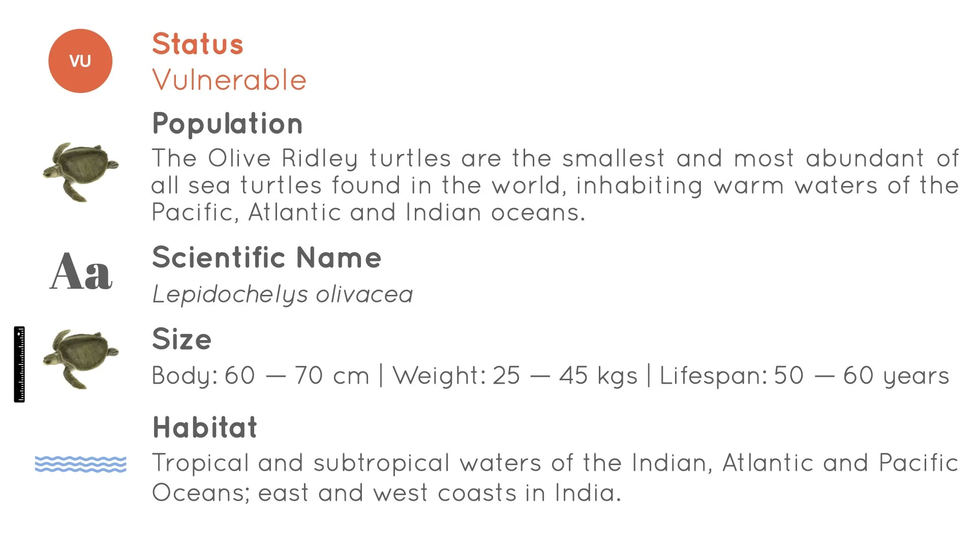 Olive Ridley Turtle - Statistics - WildArtWorks