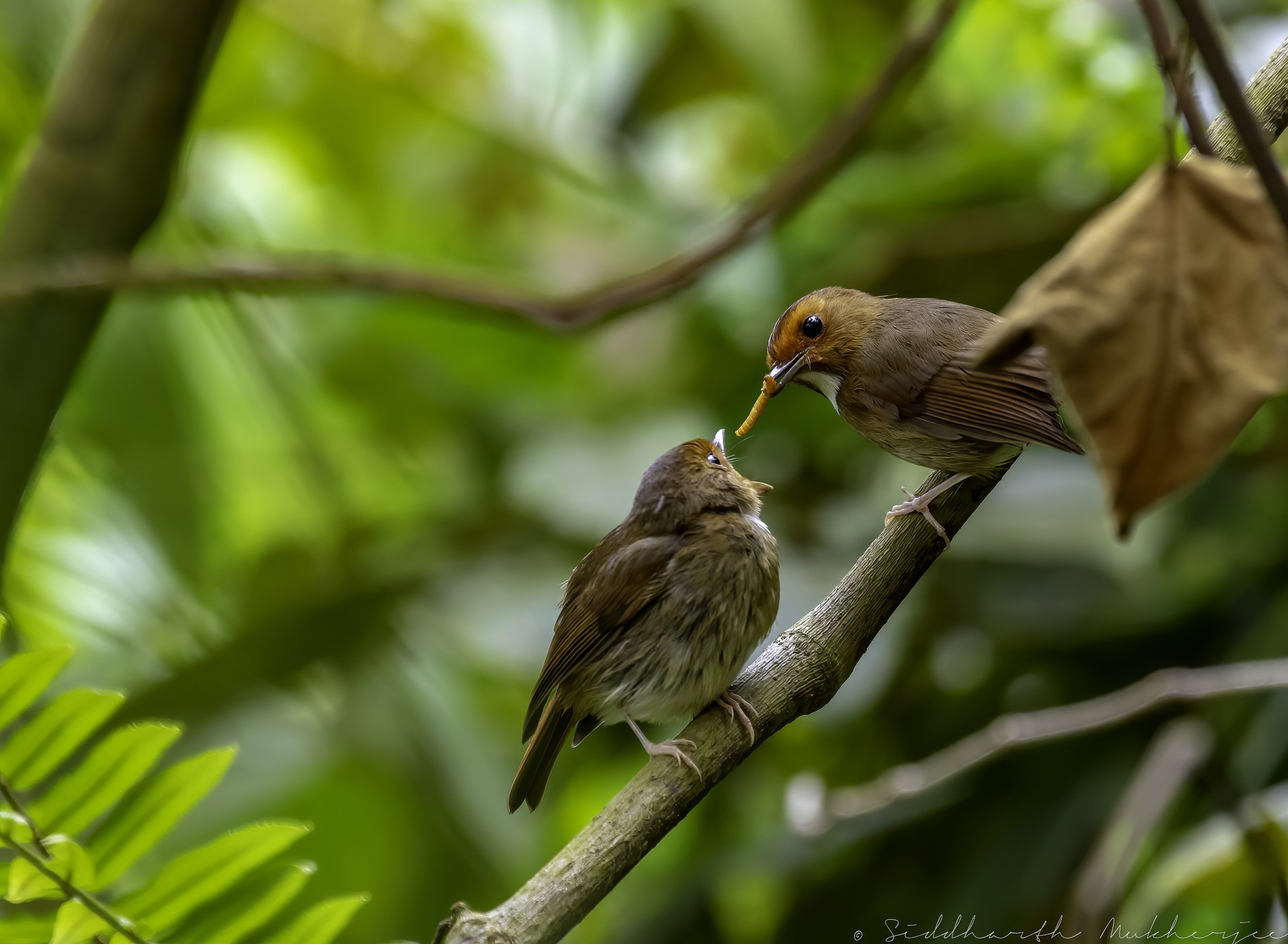 Rufous-browed Flycatcher - Adult feeding a juvenile - Bukit Fraser - WildArtWorks