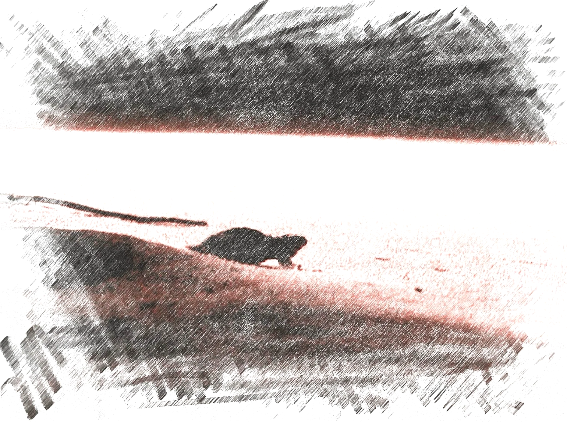 Olive Ridley Turtle Hatchling - Sketch - WildArtWorks