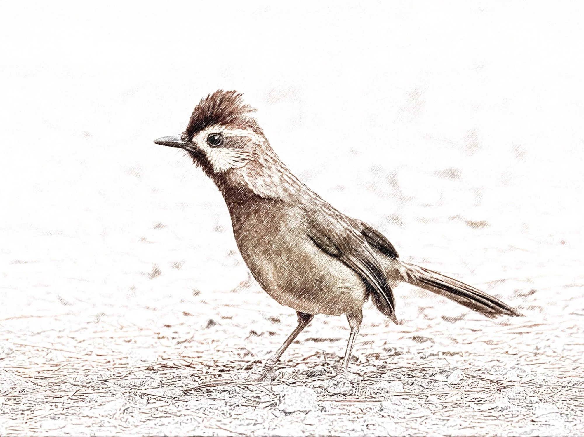 White-browed Laughingthrush - Sketch - WildArtWorks