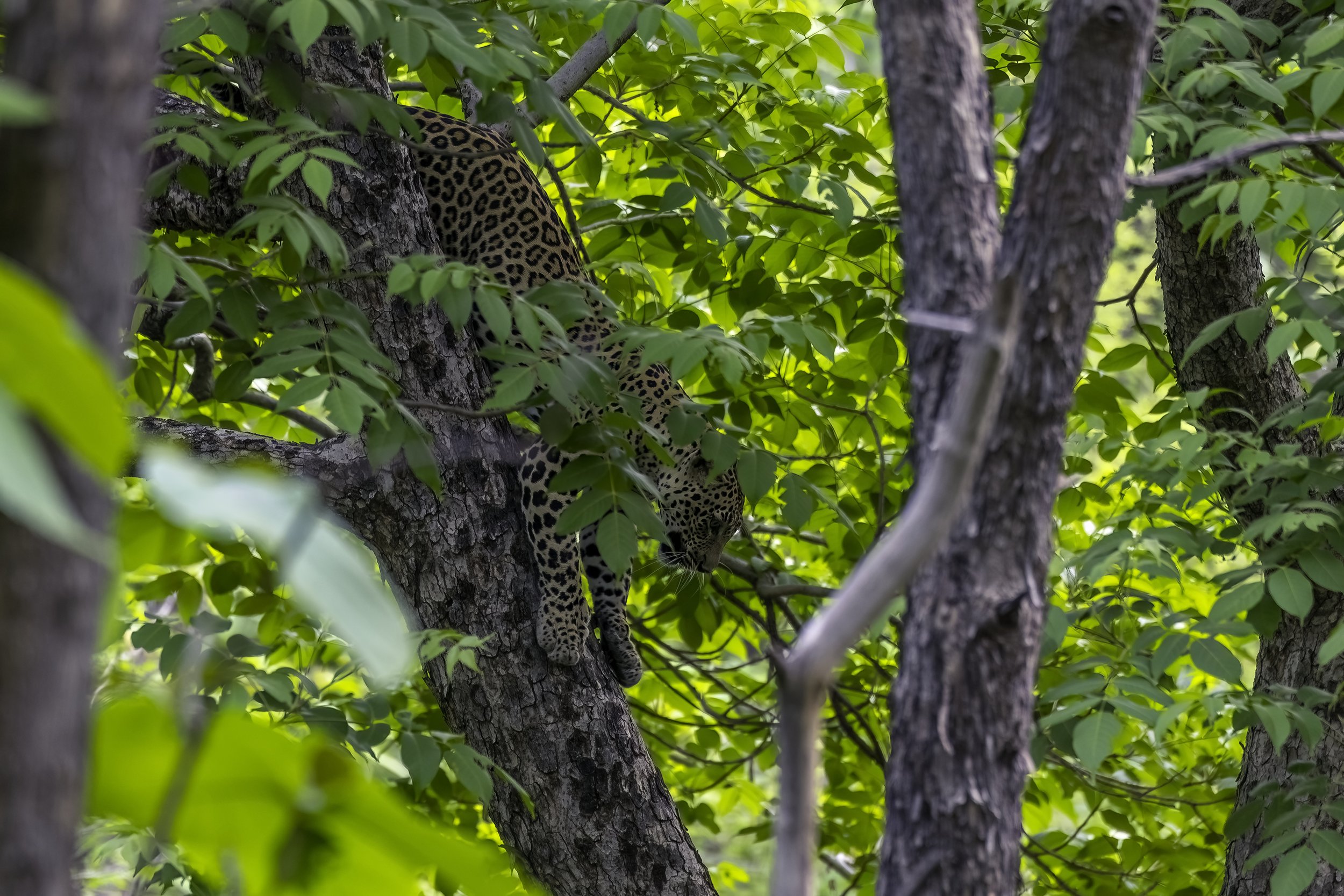 The Tipai Leopard, Tipeshwar Wildlife Sanctuary