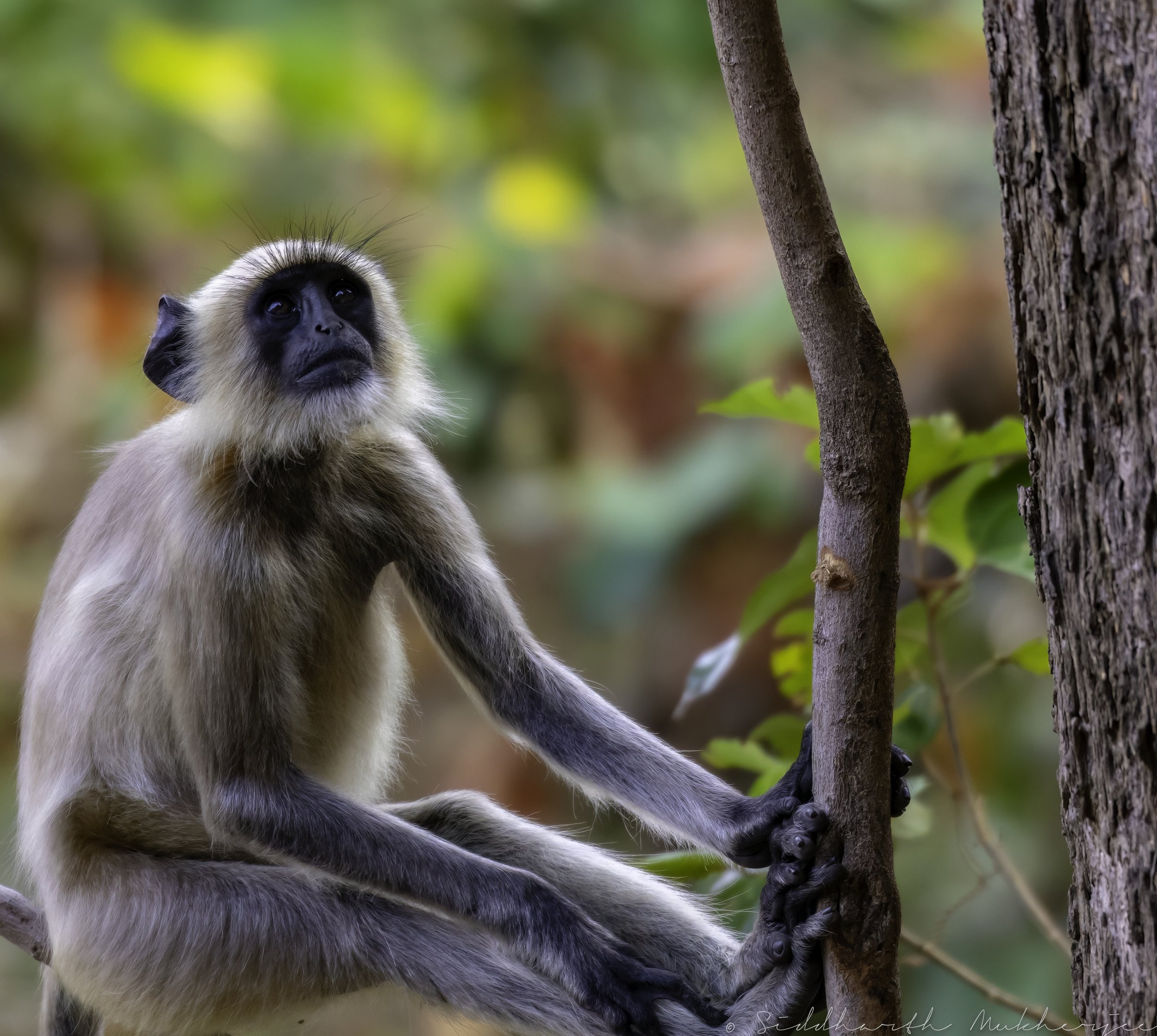 Hanuman Langur - Uma Maheshwaram - WildArtWorks