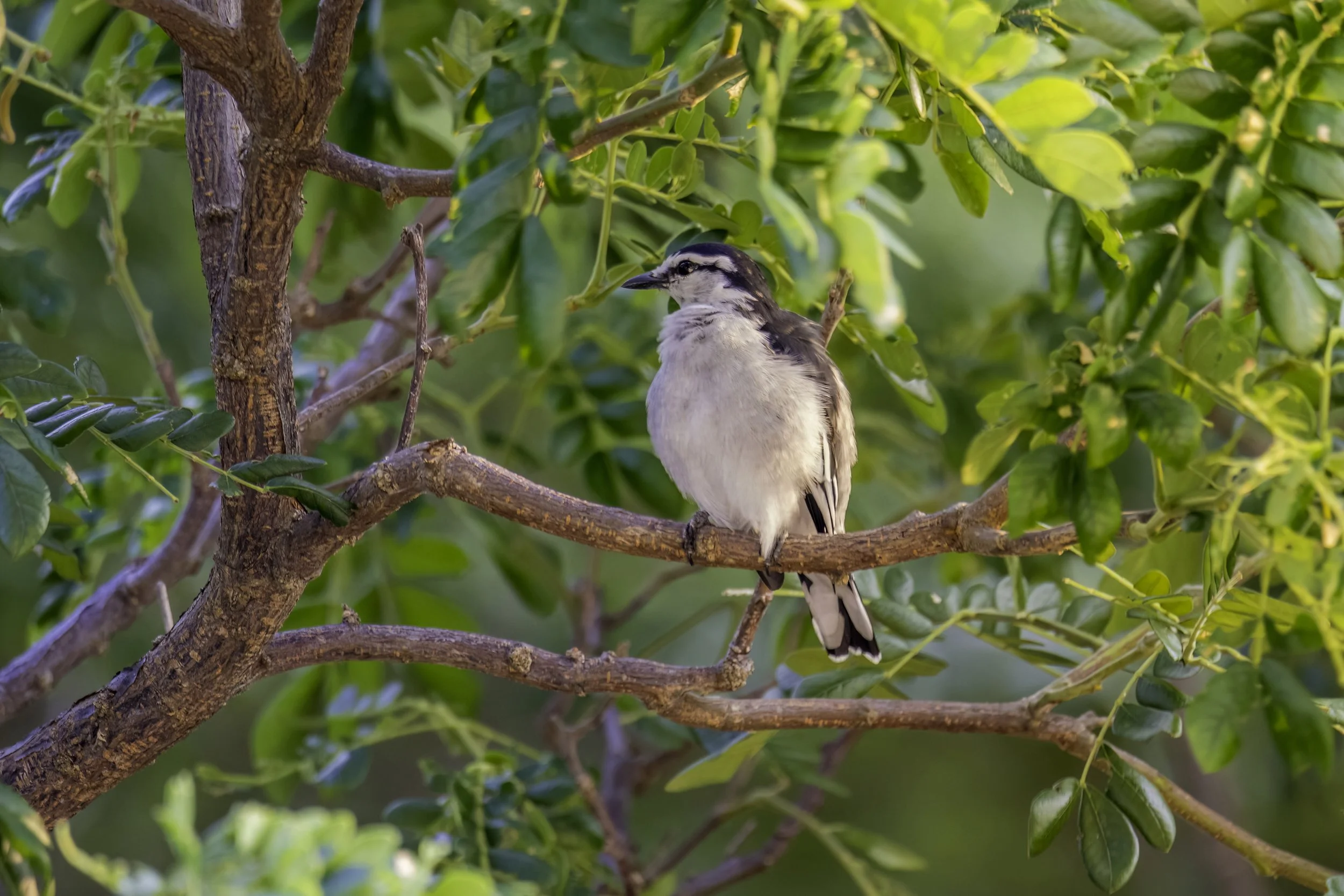 Pied Triller - Singapore - WildArtWorks