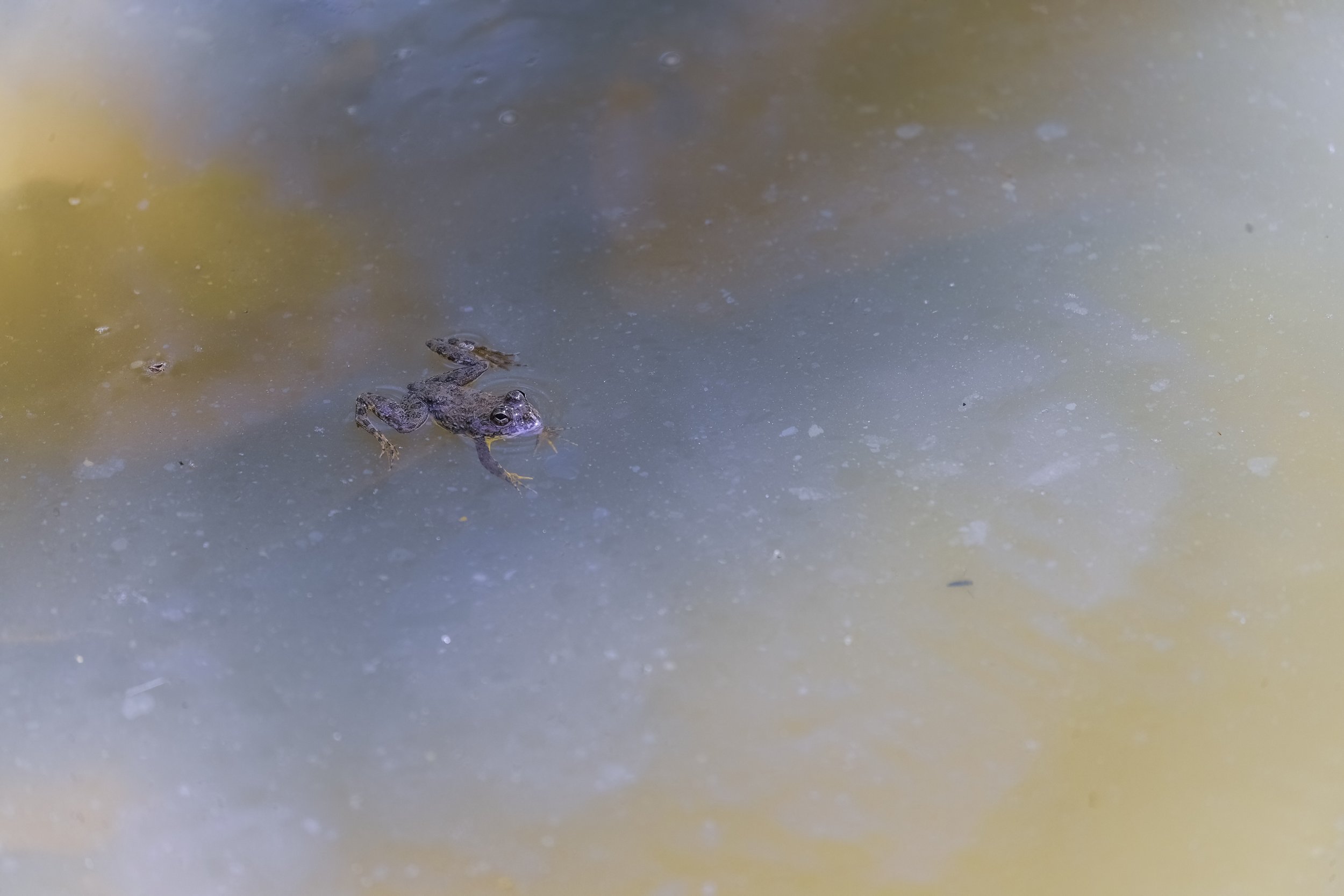 Indian Skittering Frog, Kawal Tiger Reserve