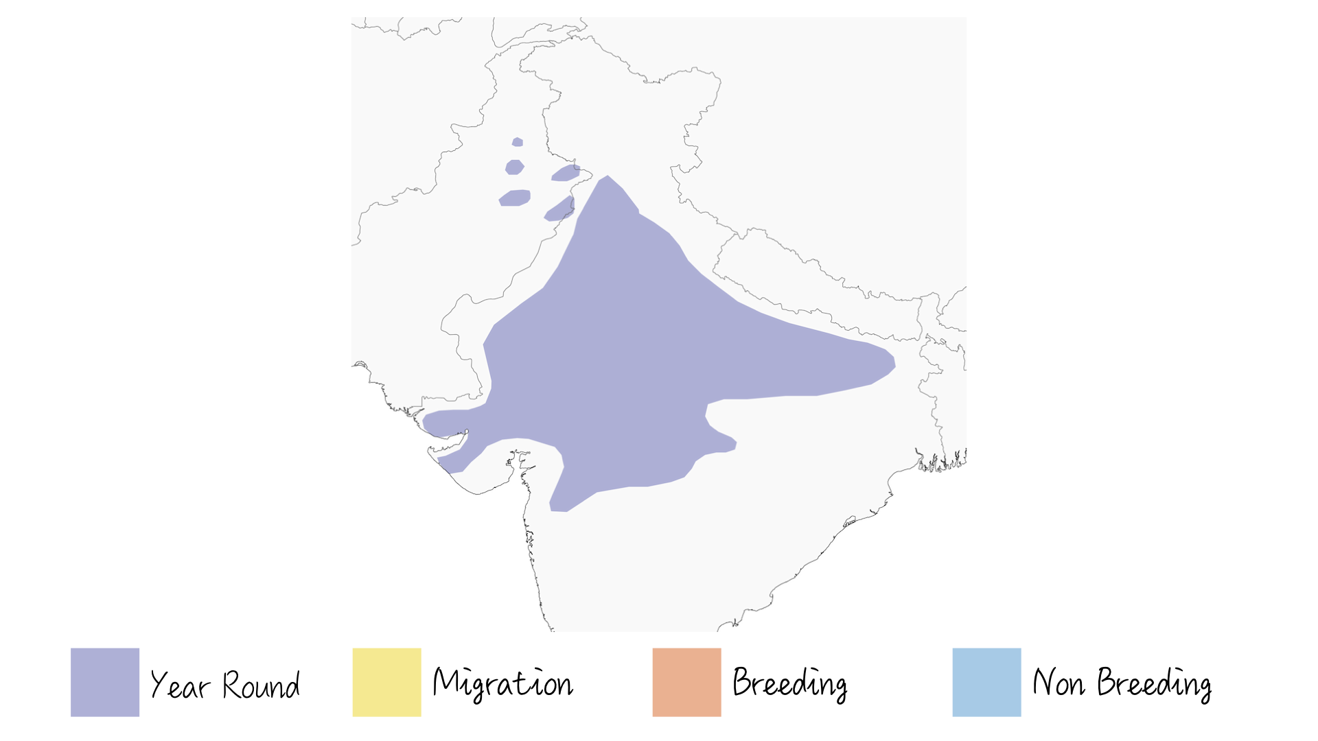 Brown Rock Chat/ Indian Chat - Range & Distribution - WildArtWorks