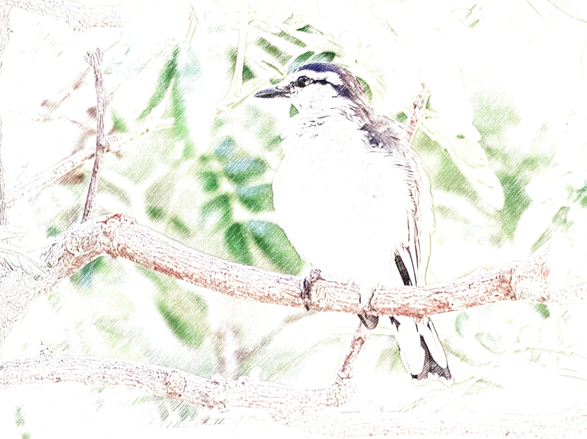 Pied Triller - Sketch - WildArtWorks