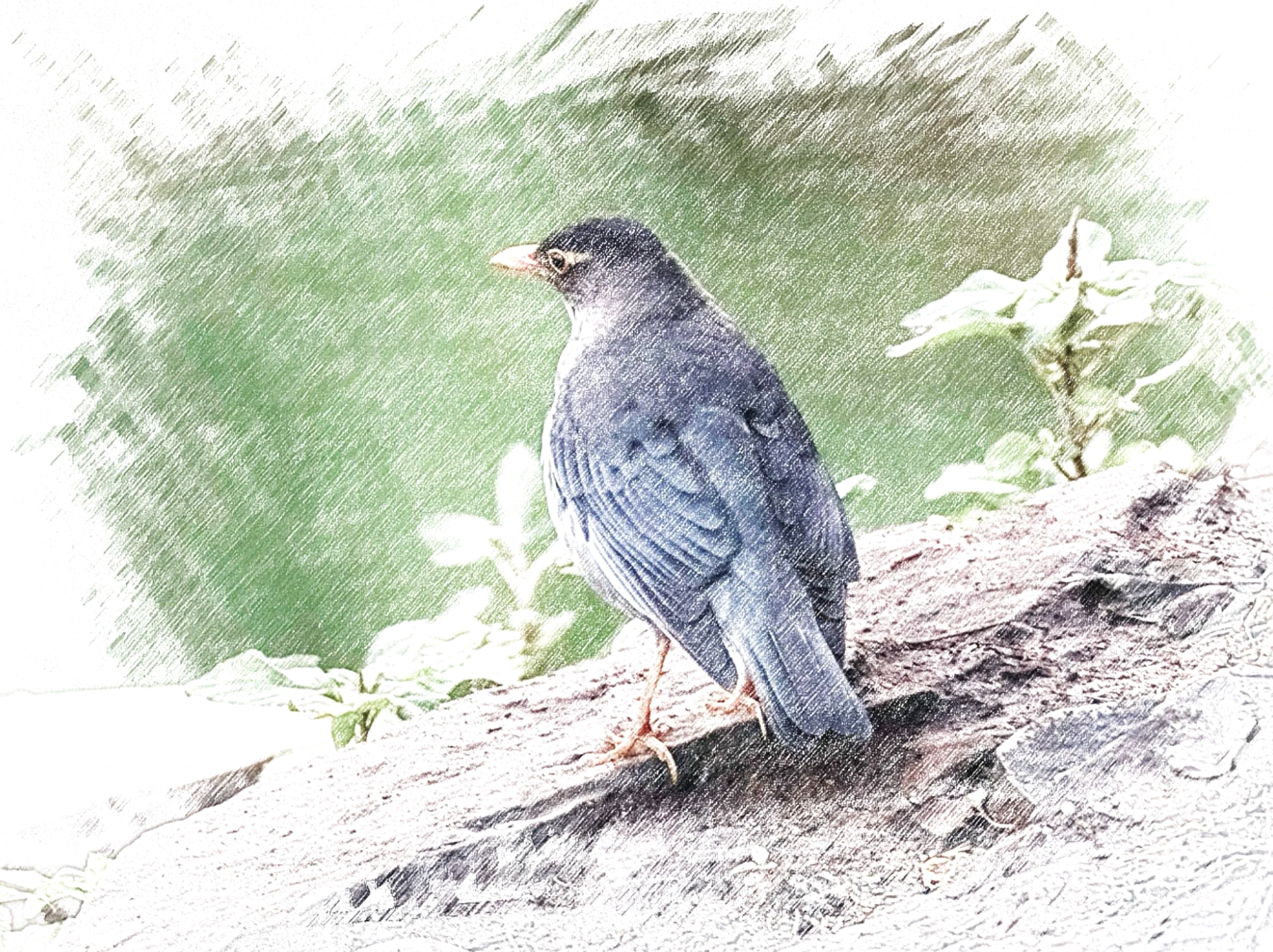 Indian Blackbird - Sketch - WildArtWorks
