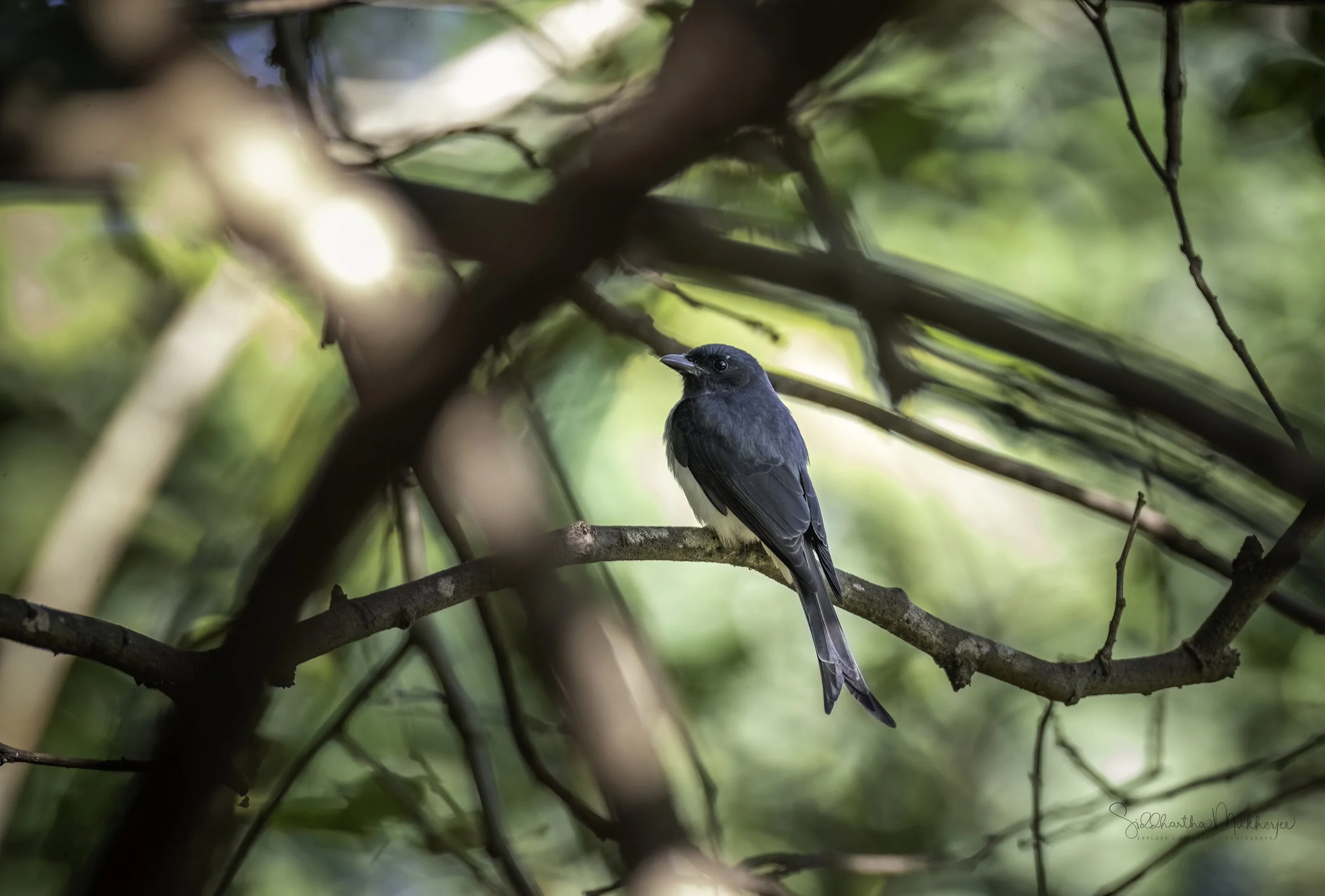 White-bellied Drongo - Damagundam Reserve Forest - WildArtWorks