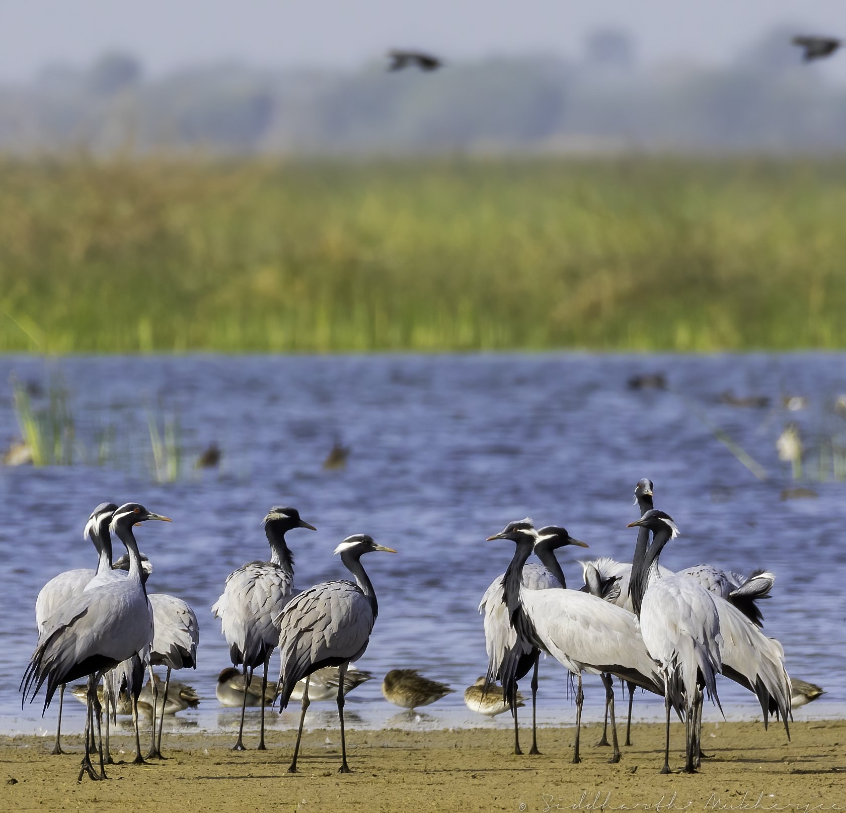 Demoiselle Crane - Little Rann of Kutch - WildArtWorks