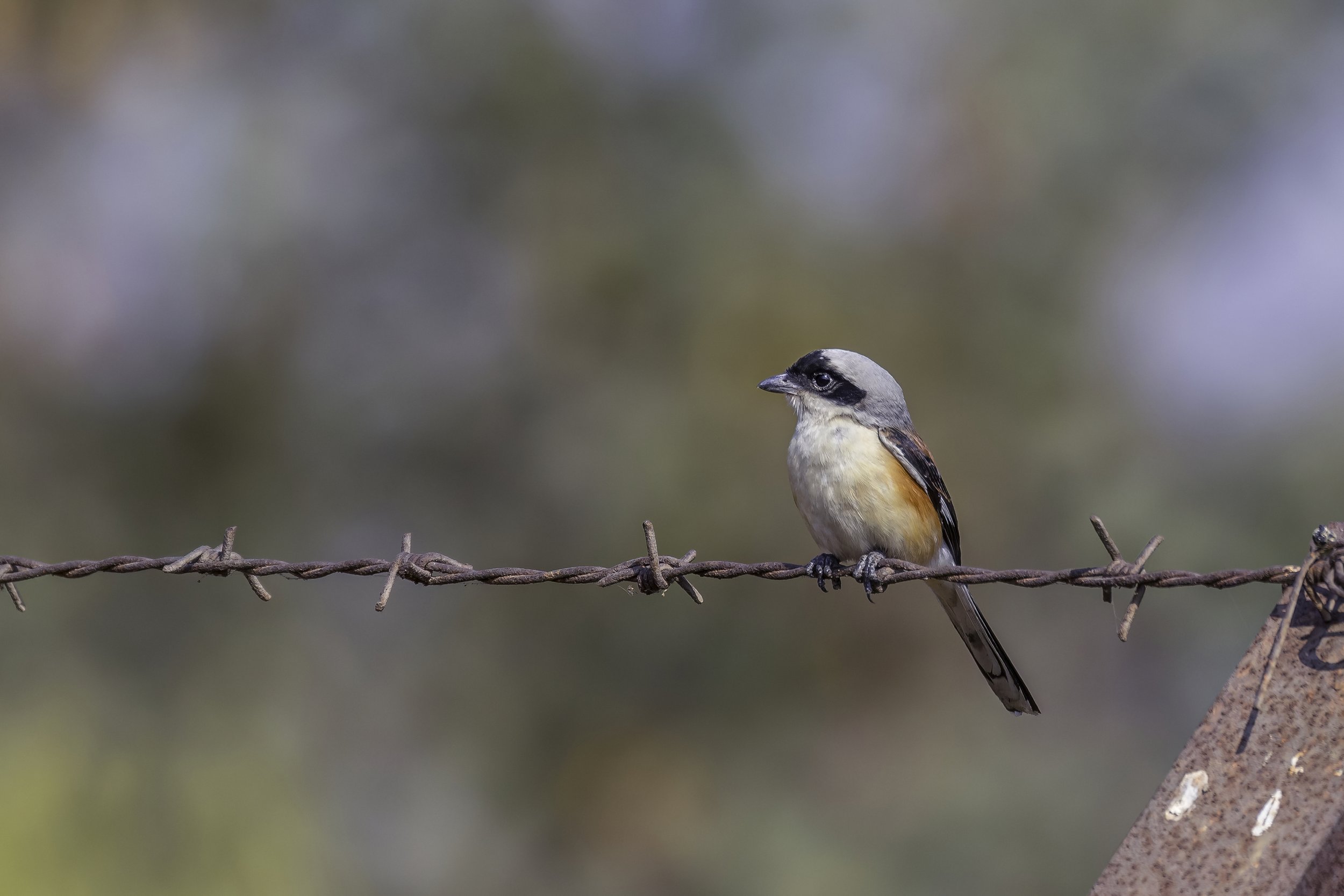 Bay-backed Shrike - GHMC Urban Forestry Nursery, Tellapur - WildArtWorks