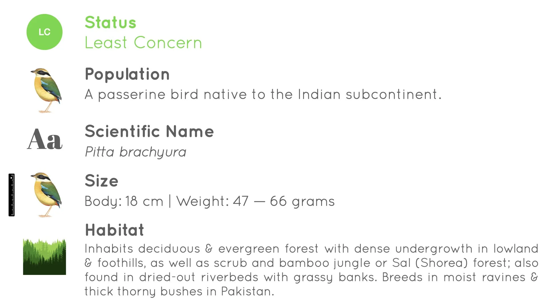 Indian Pitta - Statistics - WildArtWorks