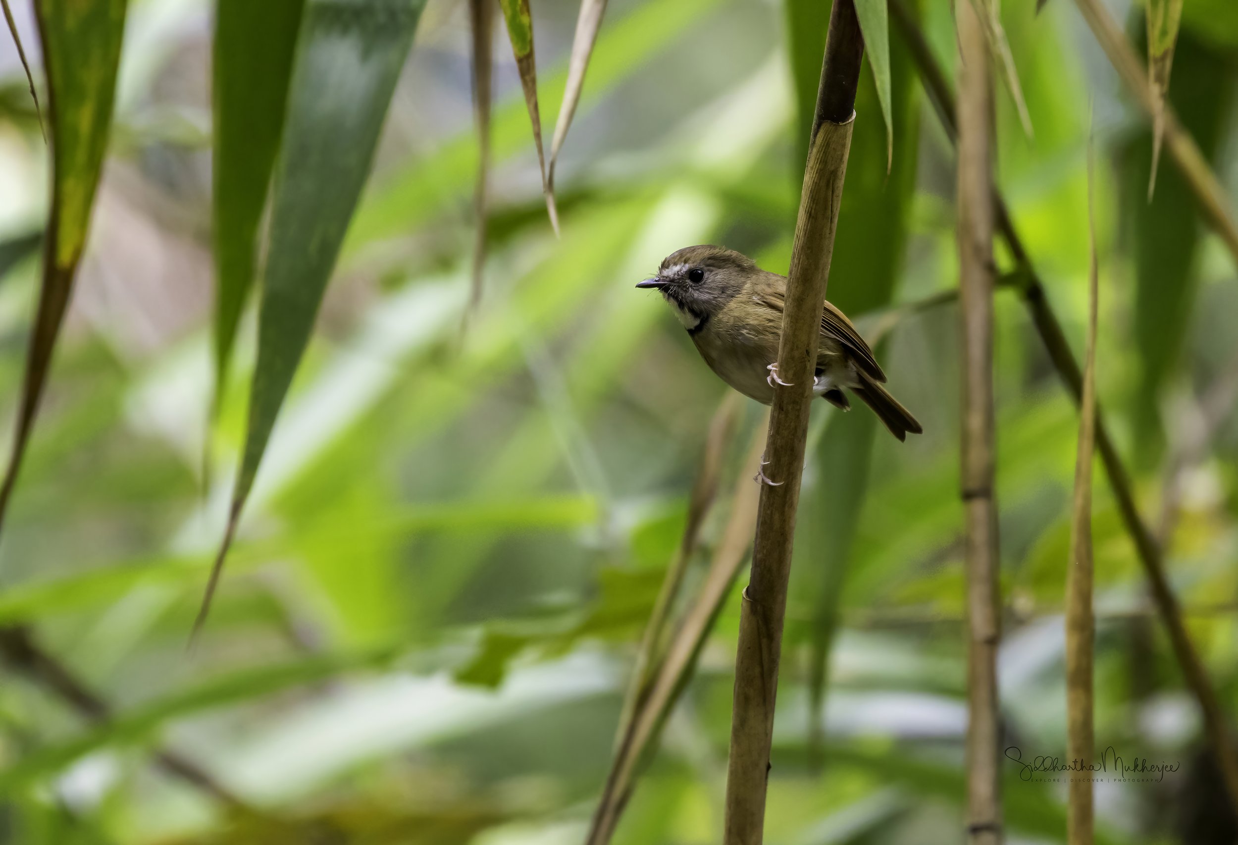 White-gorgeted flycatcher - Doi SanJu - Chiang Mai - WildArtWorks