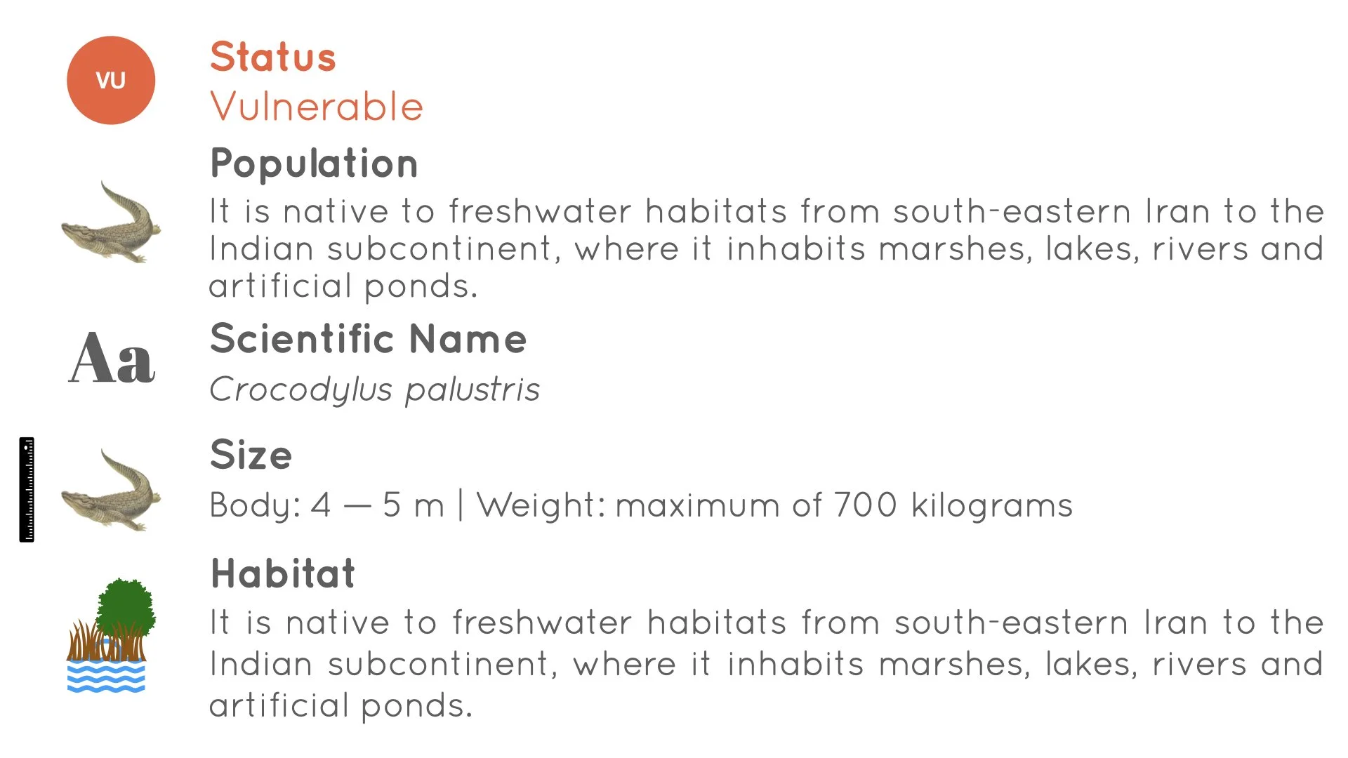 Mugger Crocodile - Statistics - WildArtWorks