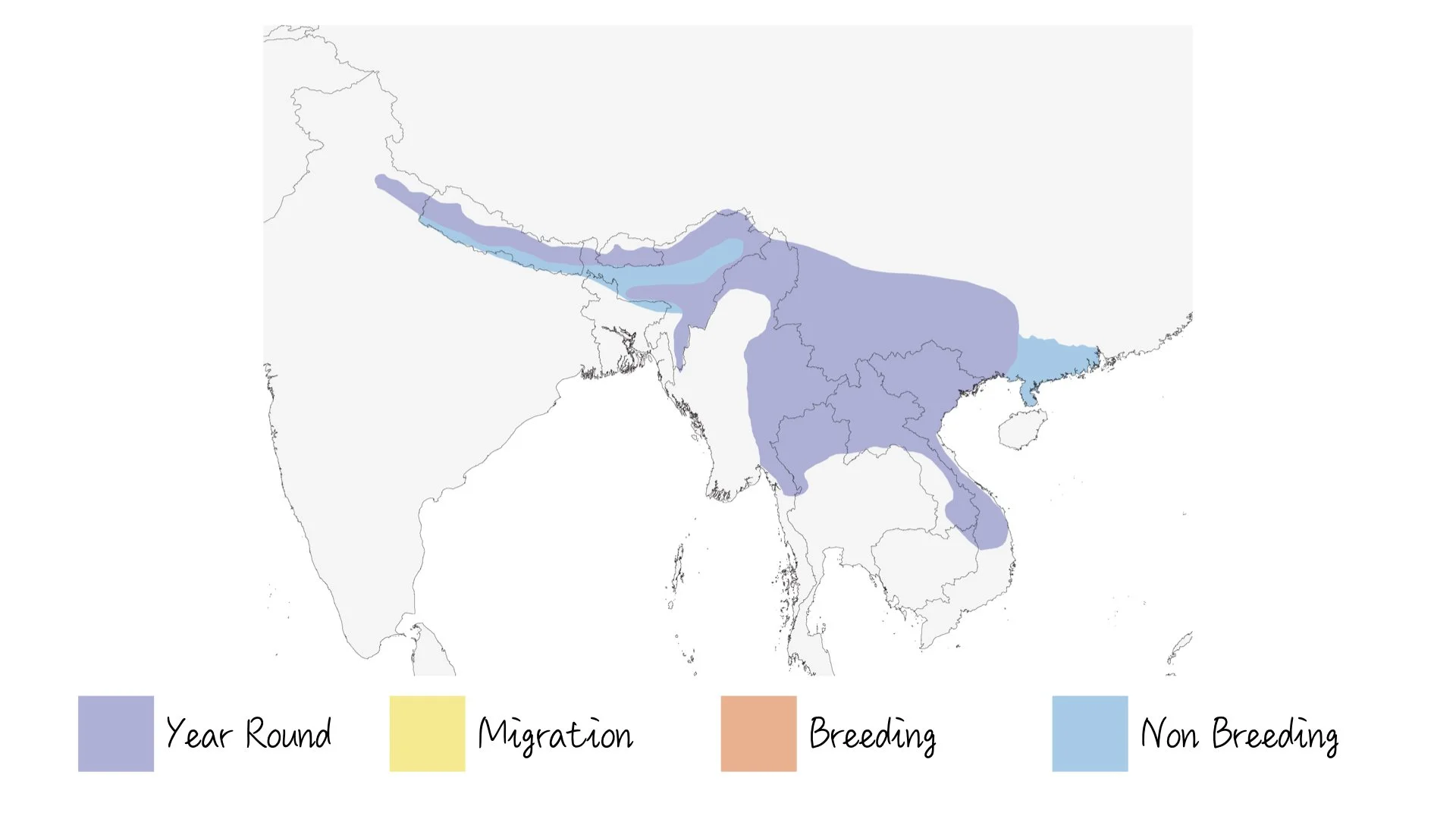Small Niltava - Range & Distribution - WildArtWorks