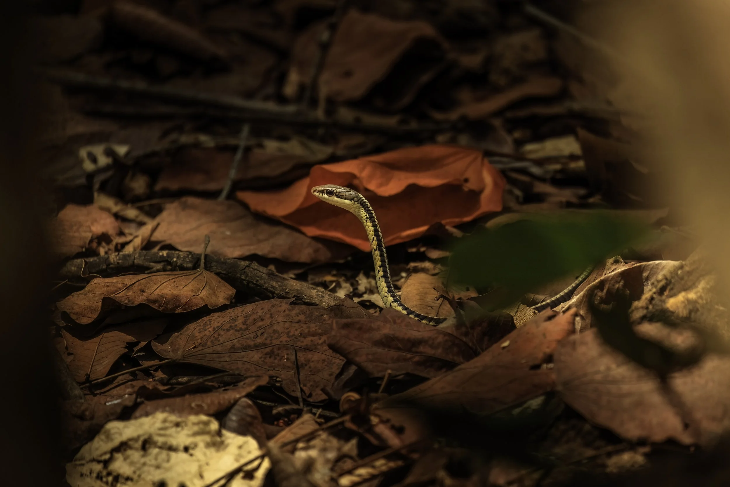 Common Bronzeback/ Daudin's Bronzeback - Ananthagiri Forest Range, Vikarabad - WildArtWorks