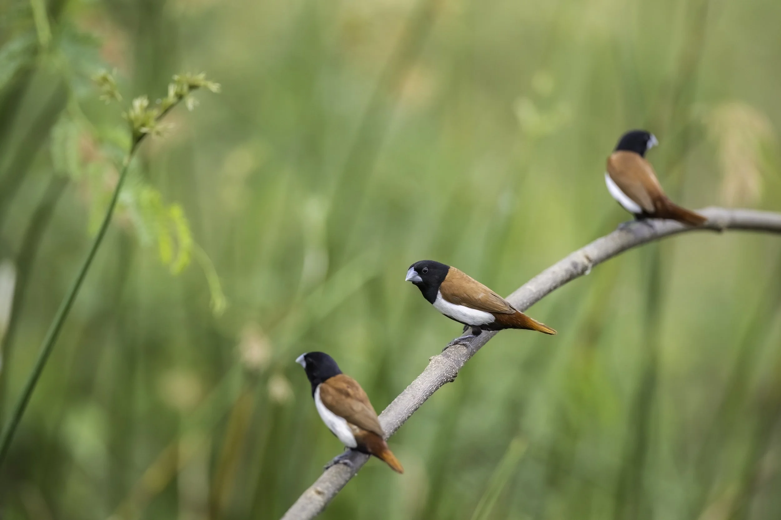 Tri-coloured Munia - Kumbhargaon - WildArtWorks