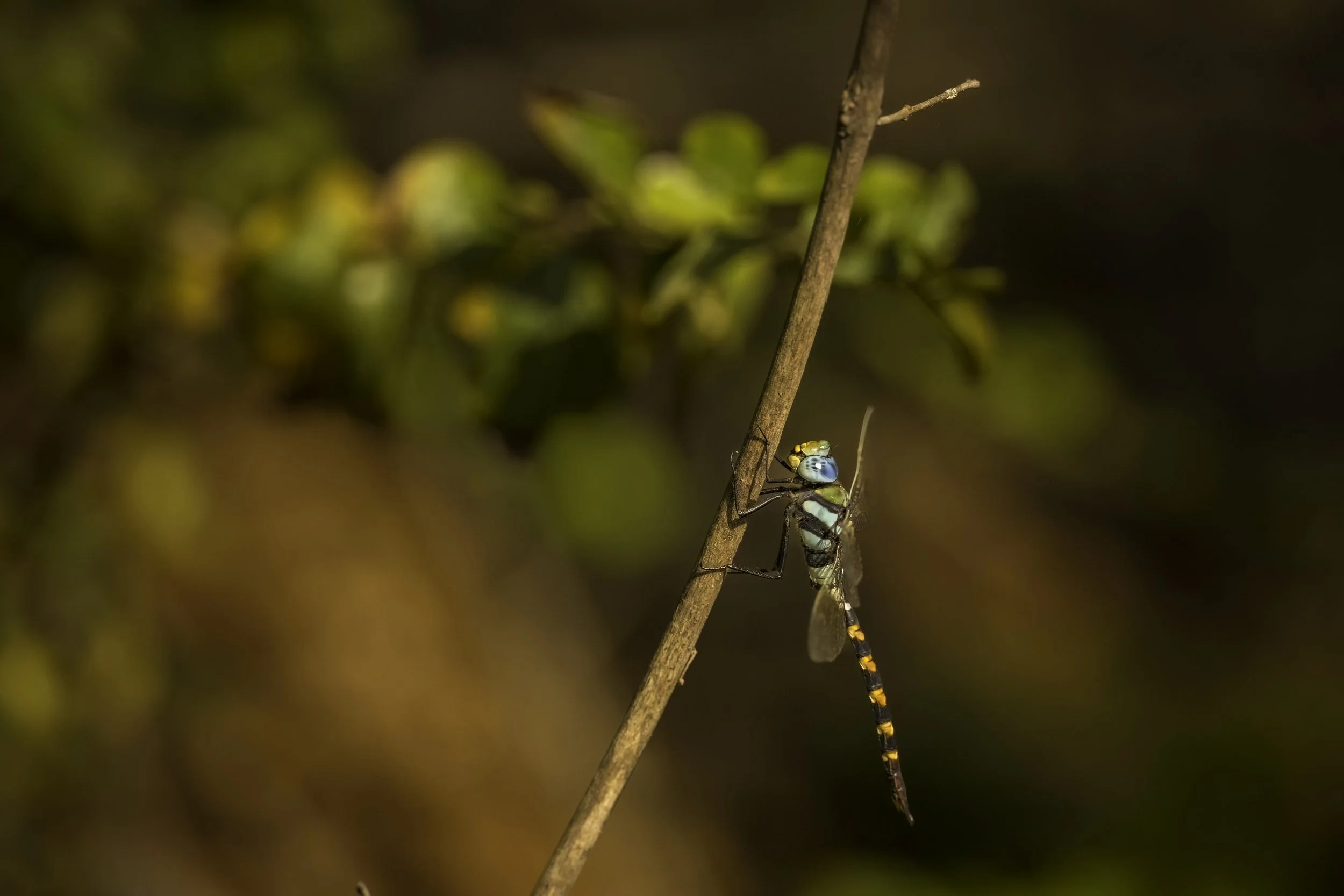 Magnificent Emperor Dragonfly - Ananthagiri Forest Range - WildArtWorks
