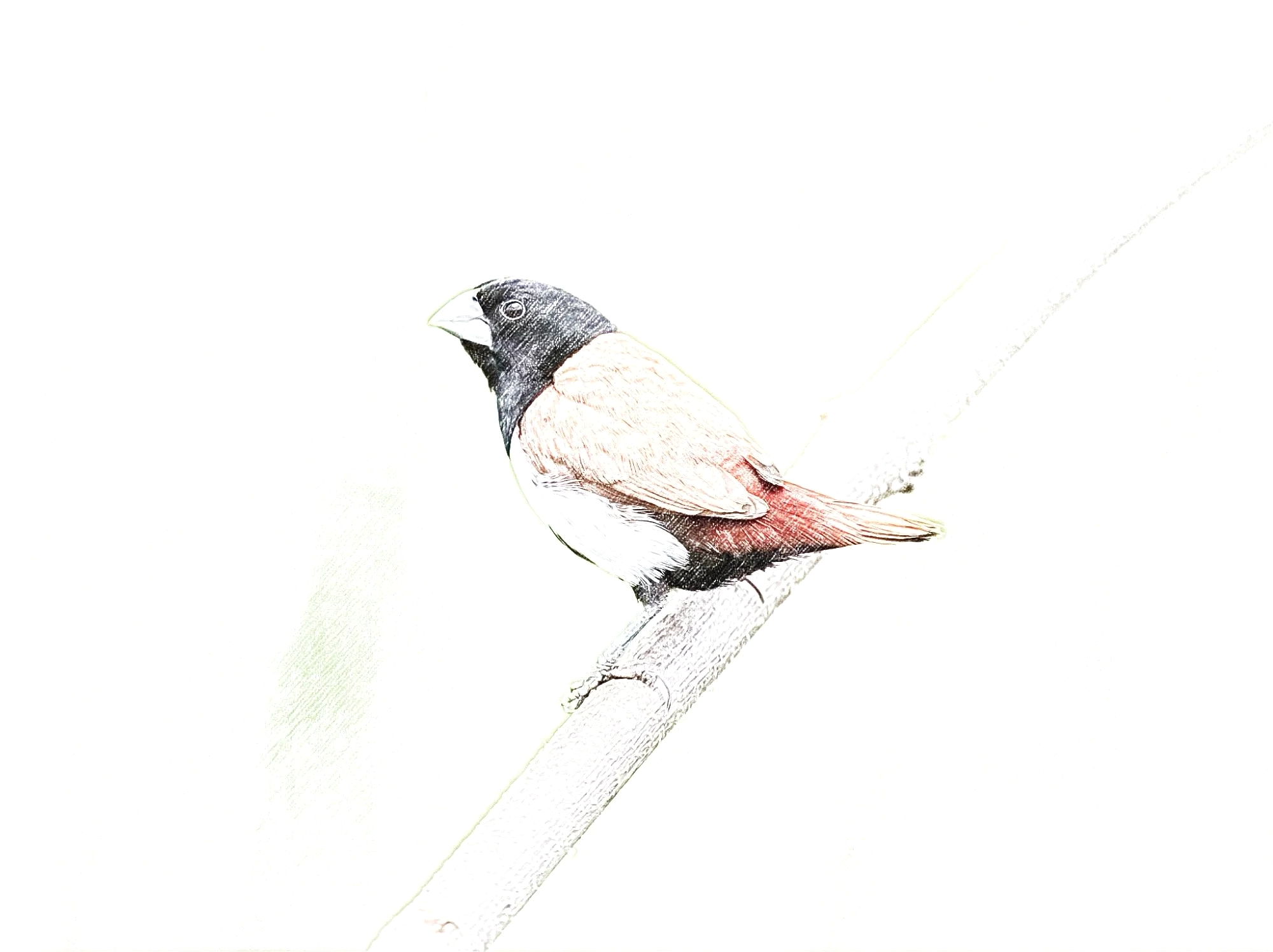 Tri-coloured Munia - Sketch - WildArtWorks