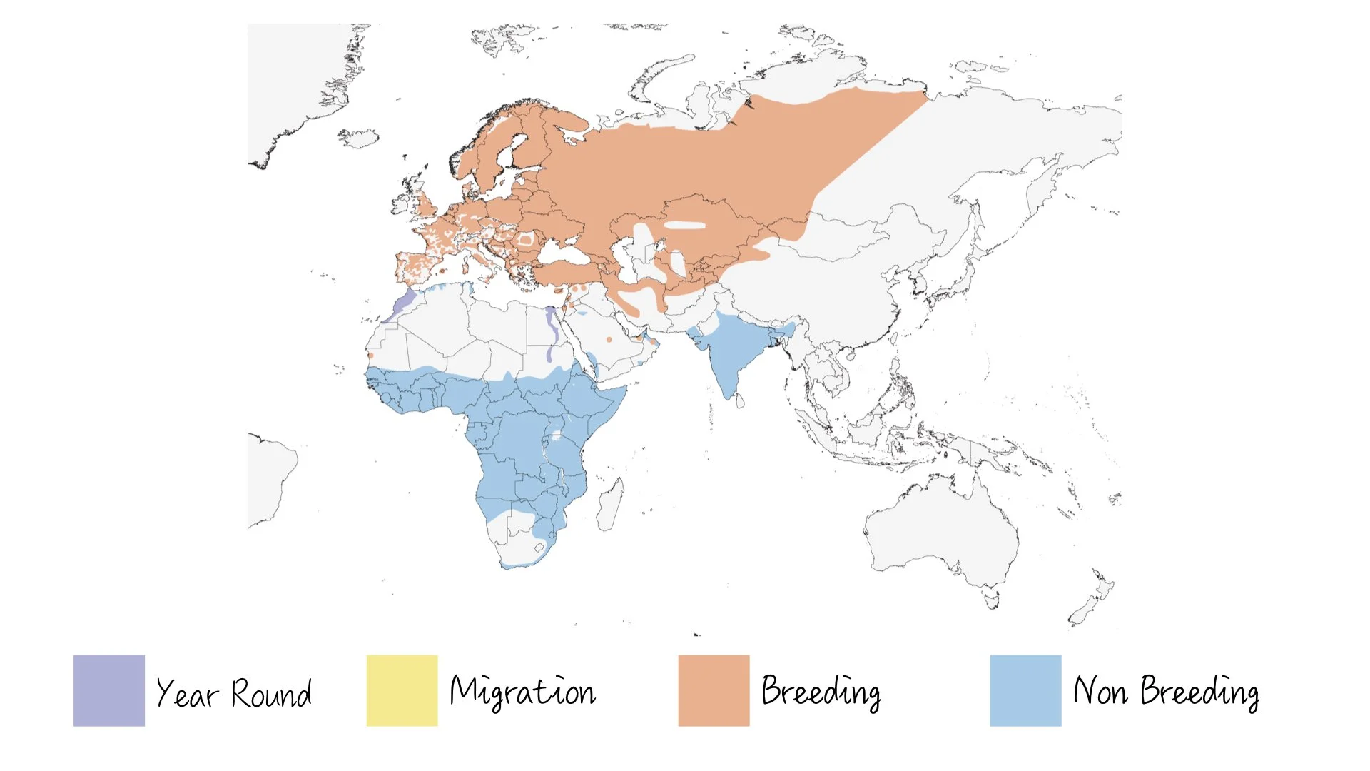 Western Yellow Wagtail - Range & Distribution - WildArtWorks