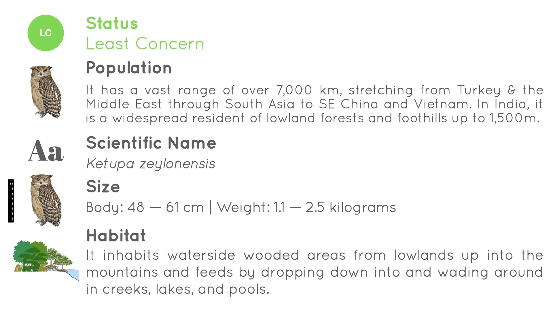 Brown Fish Owl - Statistics - WildArtWorks